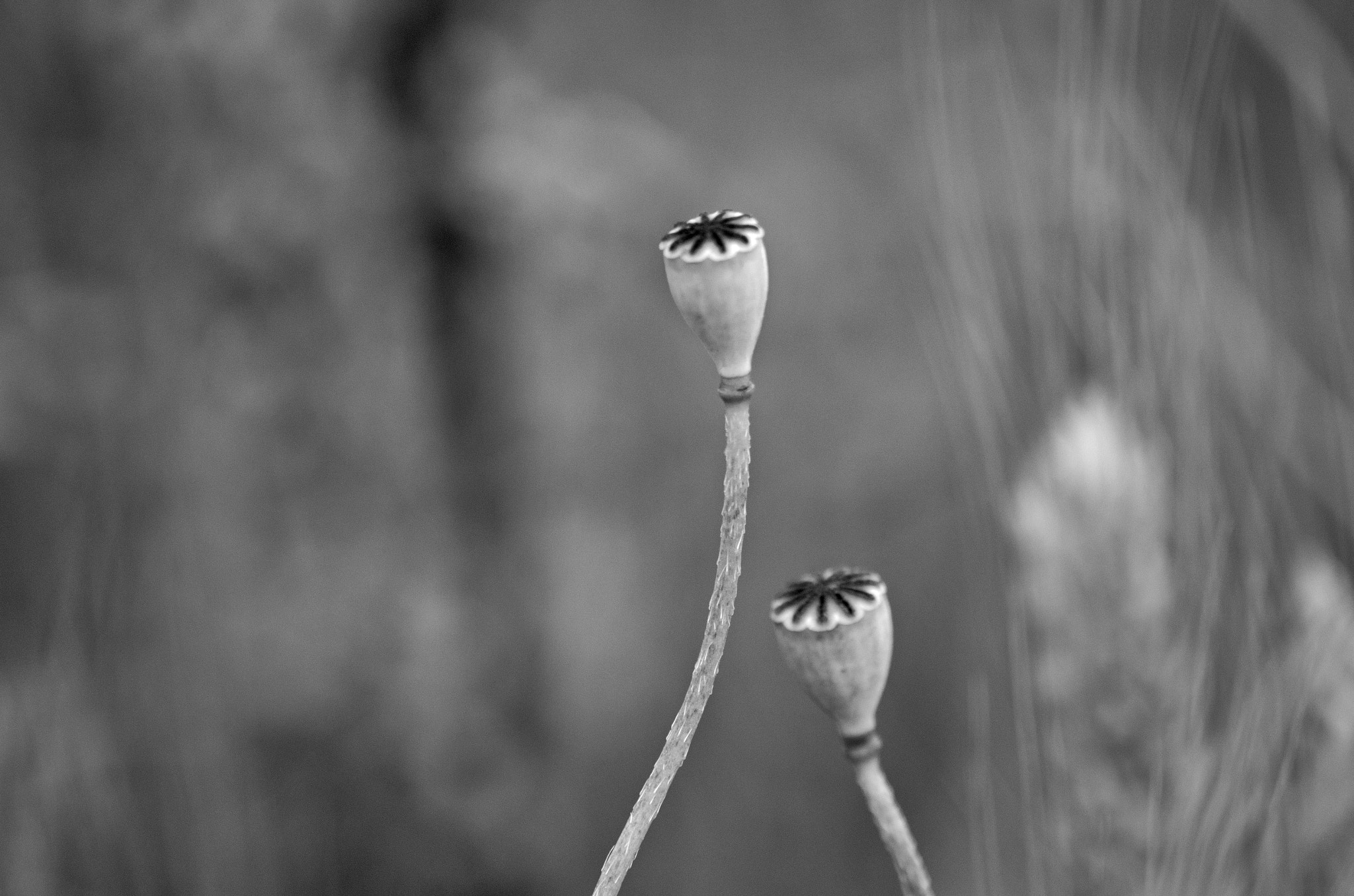 Pentax K-50 + Sigma sample photo. Papaveri photography