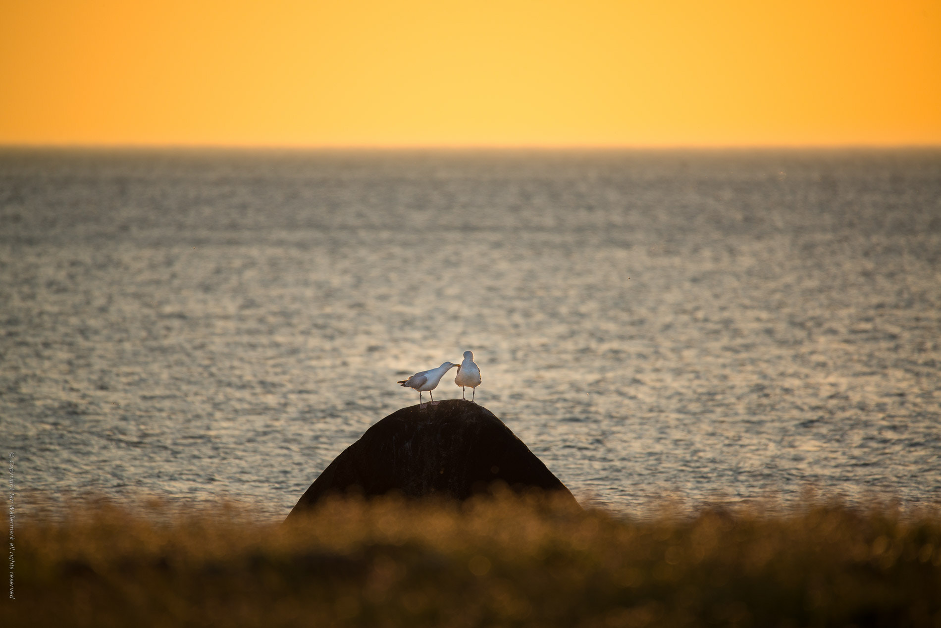 Sigma 150-600mm F5-6.3 DG OS HSM | S sample photo. Is it love photography