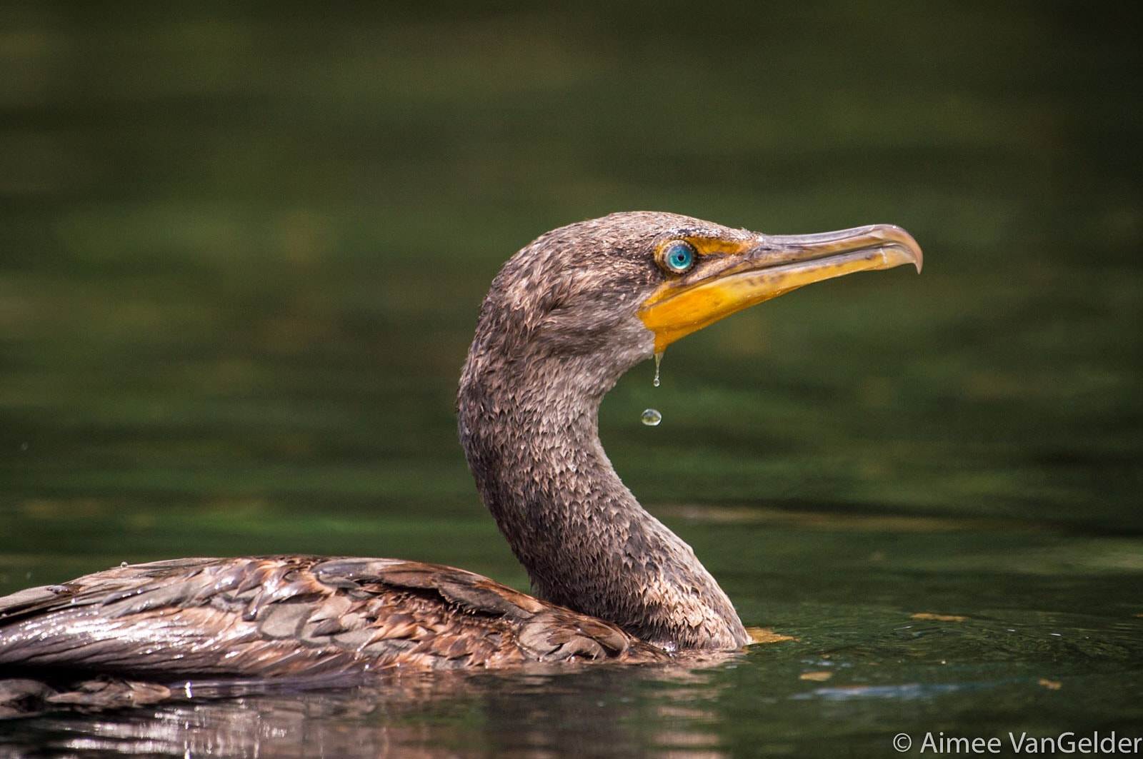 Nikon AF-S Nikkor 200-500mm F5.6E ED VR sample photo. Double-crested cormorant photography