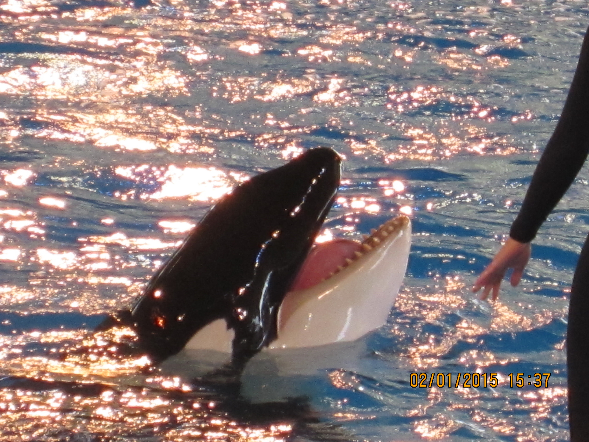 Canon PowerShot ELPH 300 HS (IXUS 220 HS / IXY 410F) sample photo. Whale photography