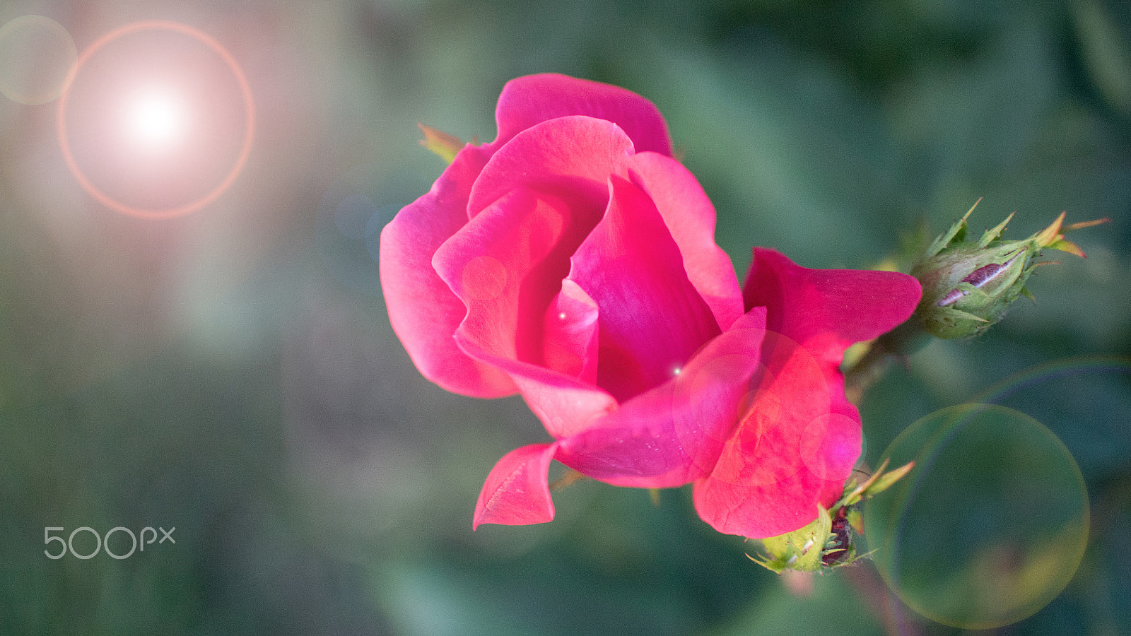 Nikon 1 Nikkor 18.5mm F1.8 sample photo. Rose photography