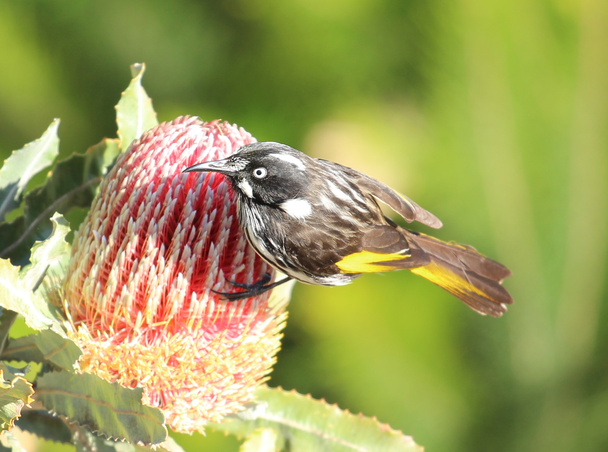 Canon EF 70-200mm F4L USM sample photo. Feeding bird photography