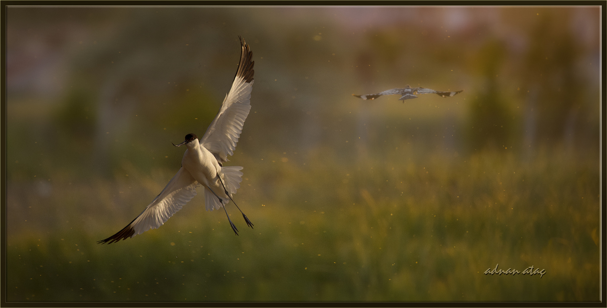 Sigma 150-600mm F5-6.3 DG OS HSM | S sample photo. Kılıçgaga - pied avocet - recurvirostra avosetta photography