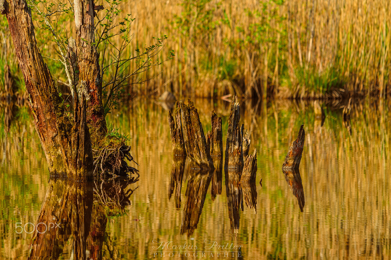Sigma 150-500mm F5-6.3 DG OS HSM sample photo. Reflections photography