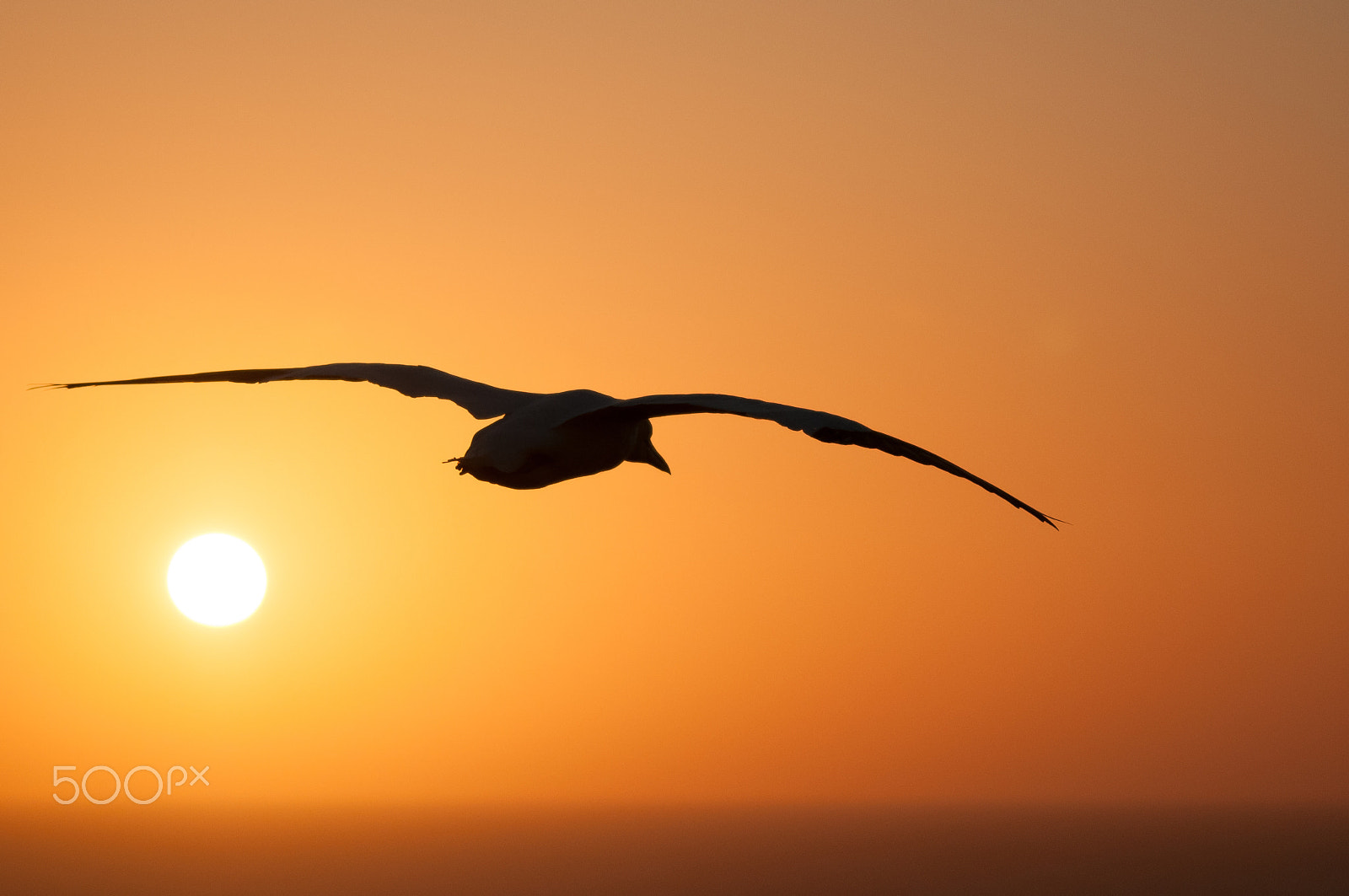 Sigma 120-400mm F4.5-5.6 DG OS HSM sample photo. The last flight for this day photography