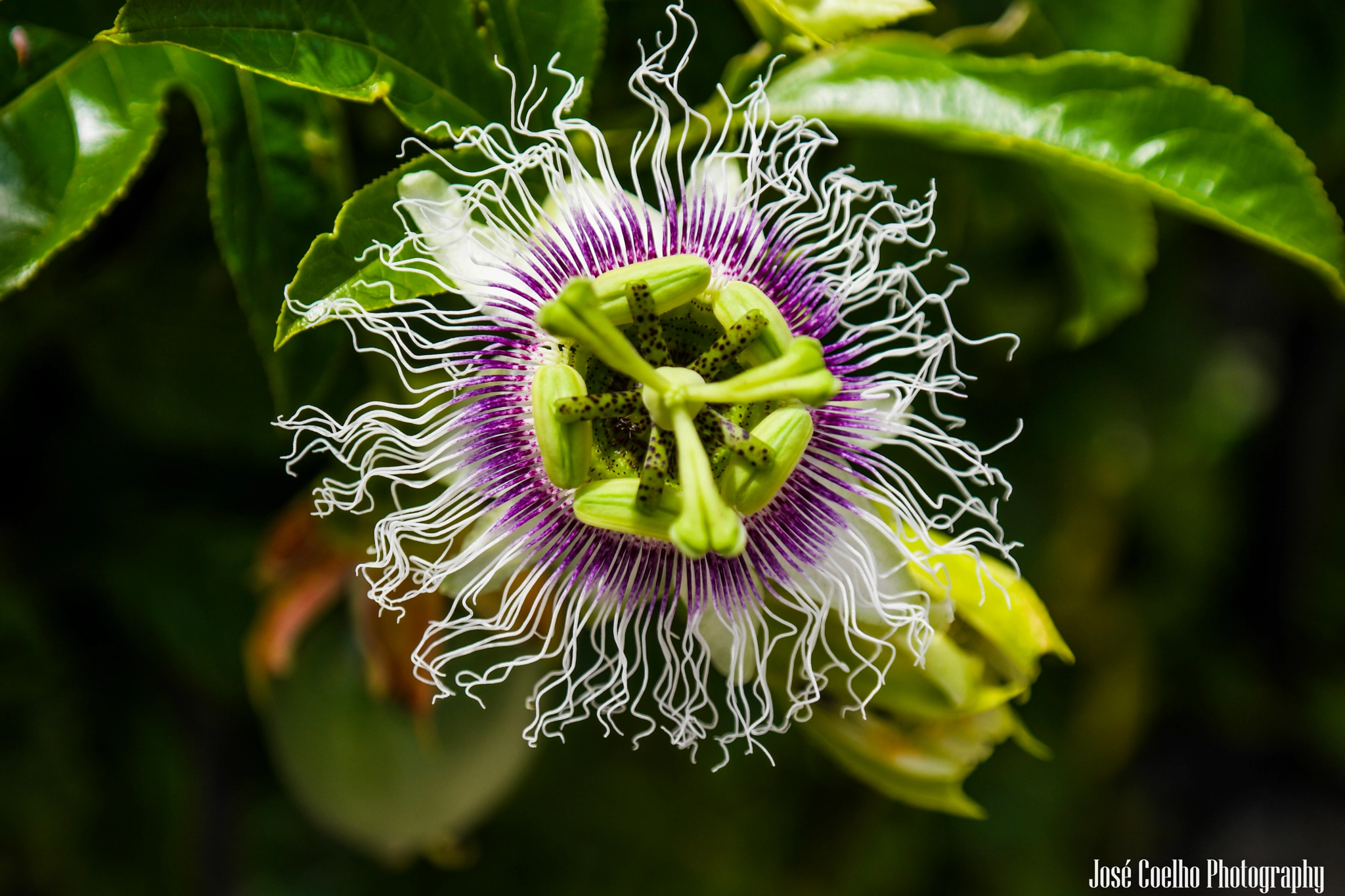 Samsung NX500 + NX 18-55mm F3.5-5.6 sample photo. Passion fruit flower - flor de maracujá photography