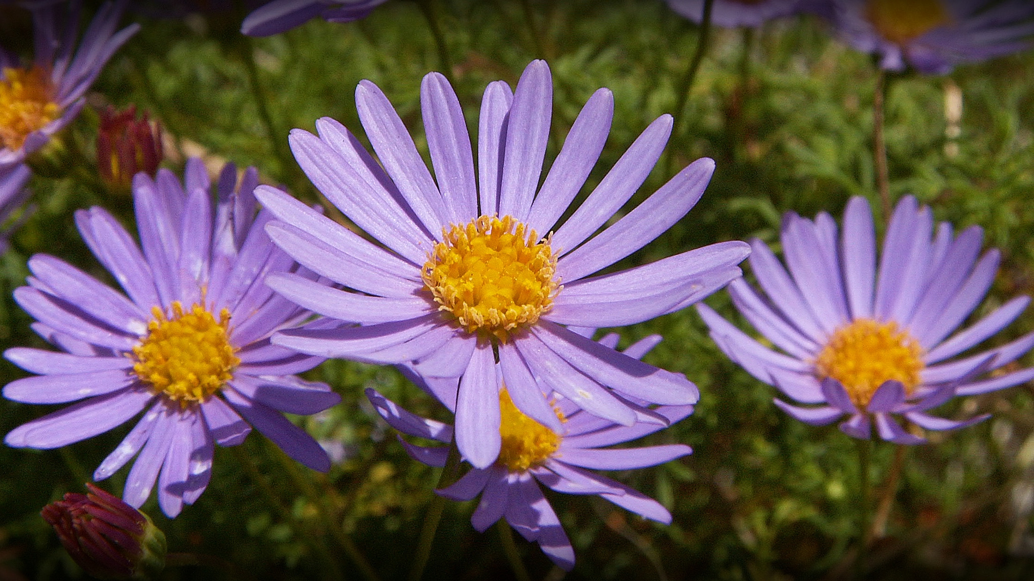 KONICA MINOLTA DiMAGE Z3 sample photo. Flowers photography