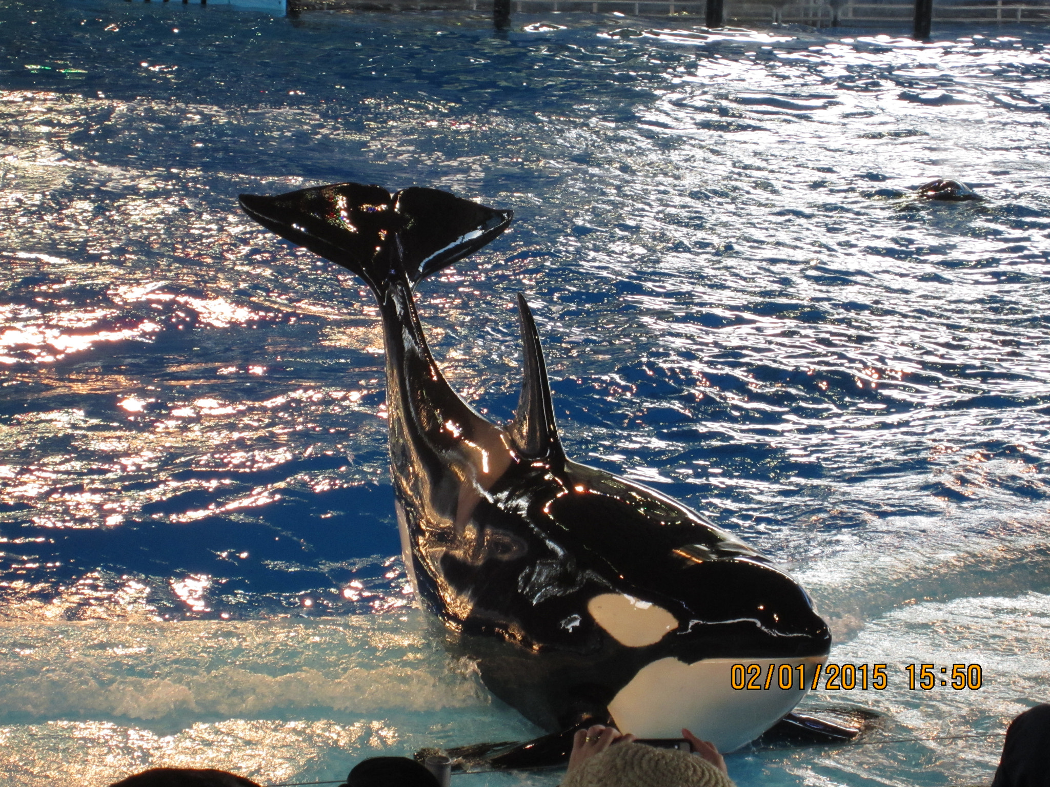 Canon PowerShot ELPH 300 HS (IXUS 220 HS / IXY 410F) sample photo. Whale at seaworld photography