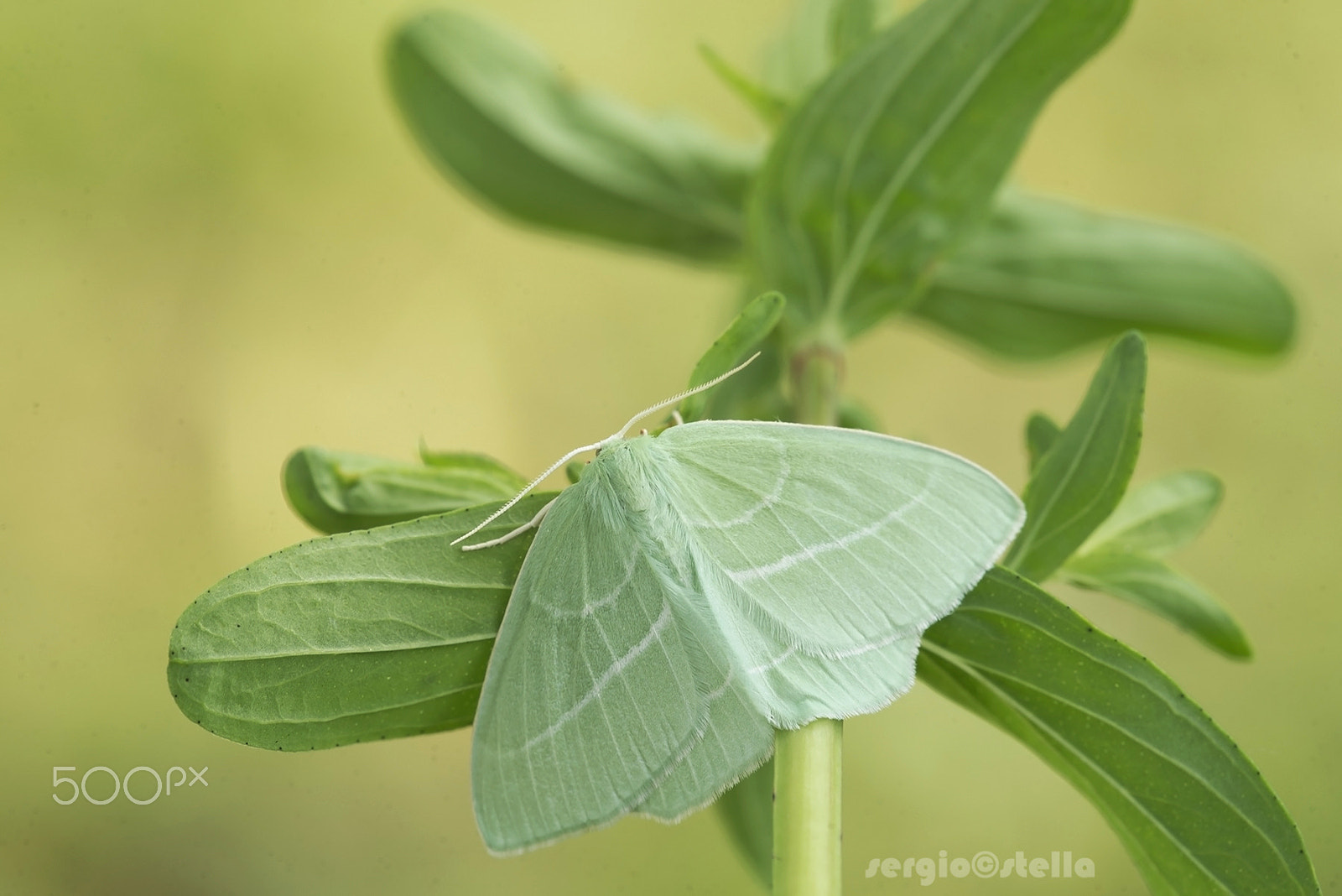 Sigma 150mm F2.8 EX DG Macro HSM sample photo. Hemistola chrysoprasaria_____ photography