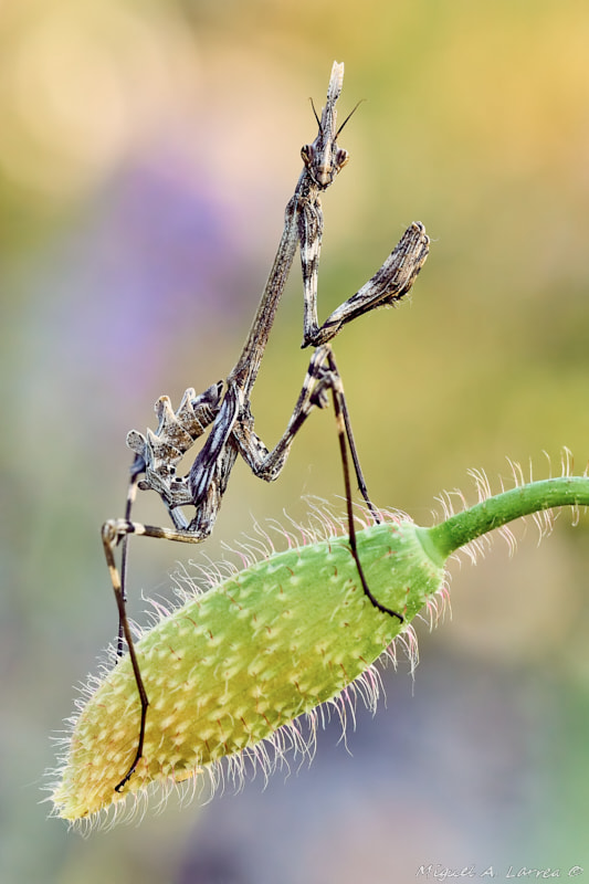 Sony ILCA-77M2 + 150mm F2.8 sample photo. Mantis palo photography