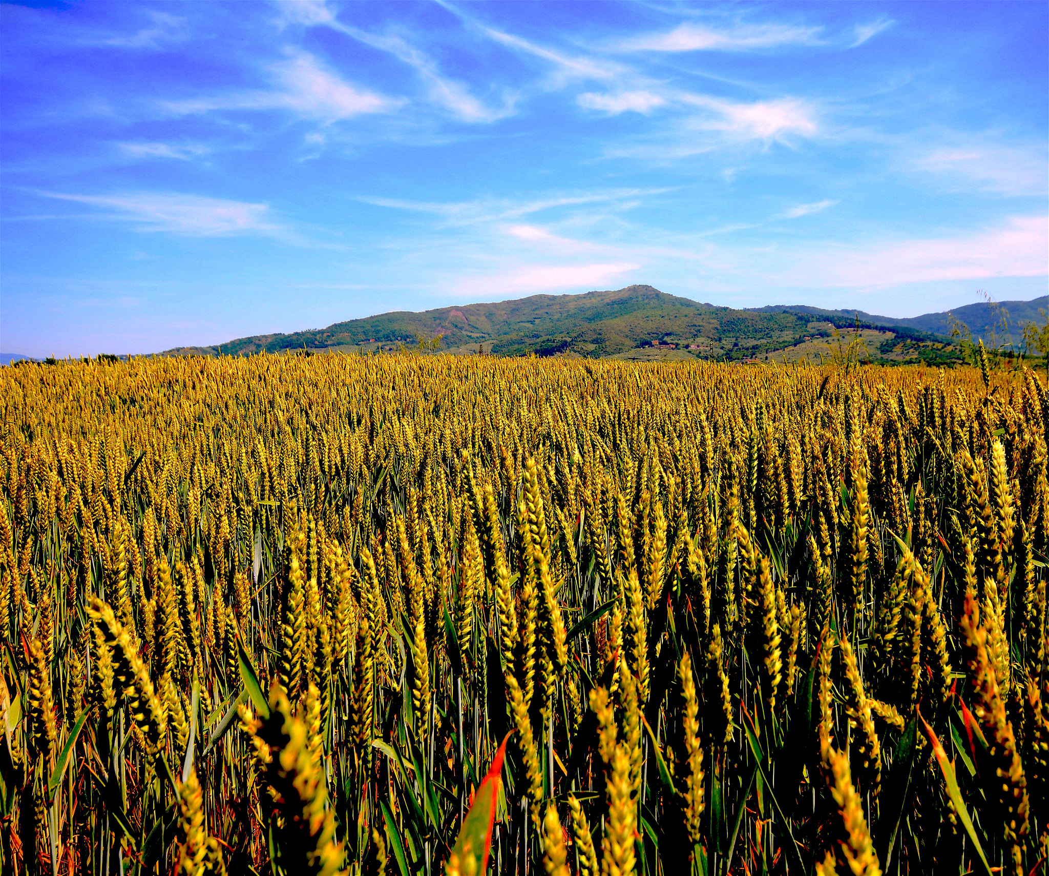 Canon EOS 760D (EOS Rebel T6s / EOS 8000D) + Sigma 10-20mm F4-5.6 EX DC HSM sample photo. Campo di grano photography