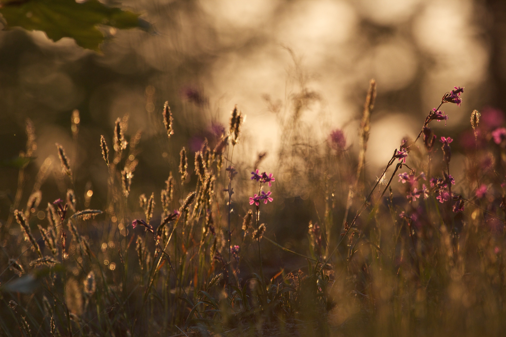 Canon EF 100-400mm F4.5-5.6L IS USM sample photo. Silene viscaria@sunset photography