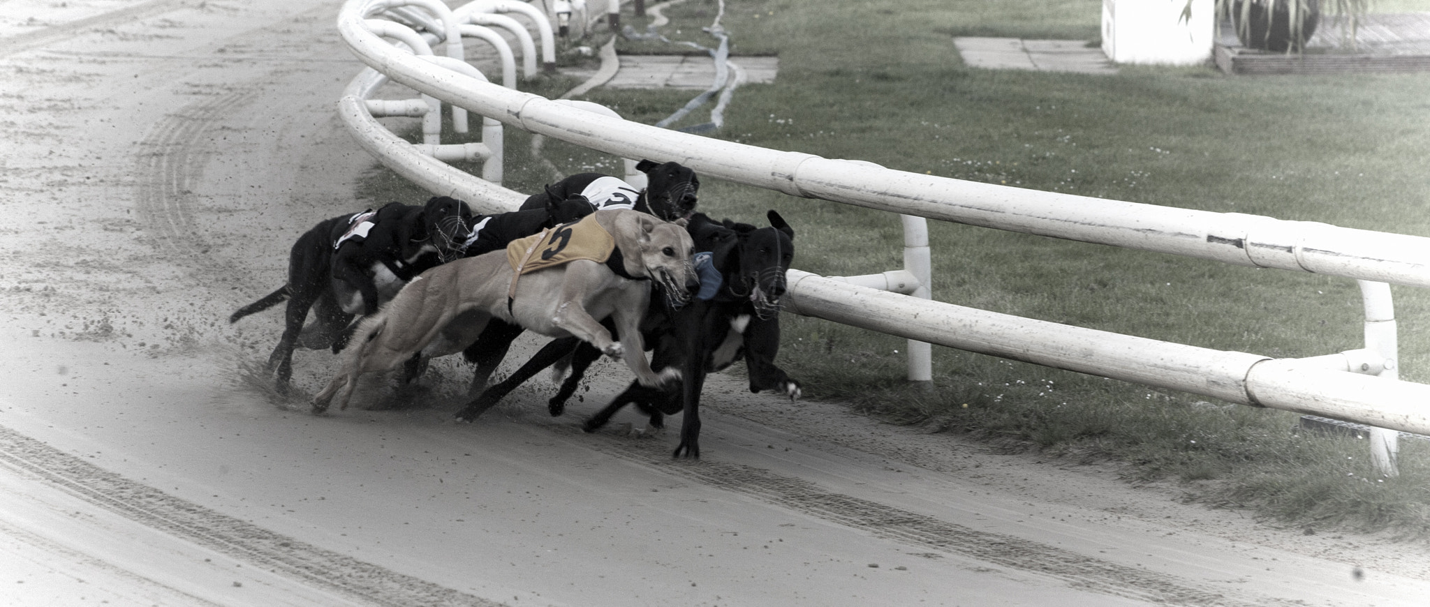 Canon EOS-1D Mark II N + Canon EF 70-210mm f/3.5-4.5 USM sample photo. Dog race photography