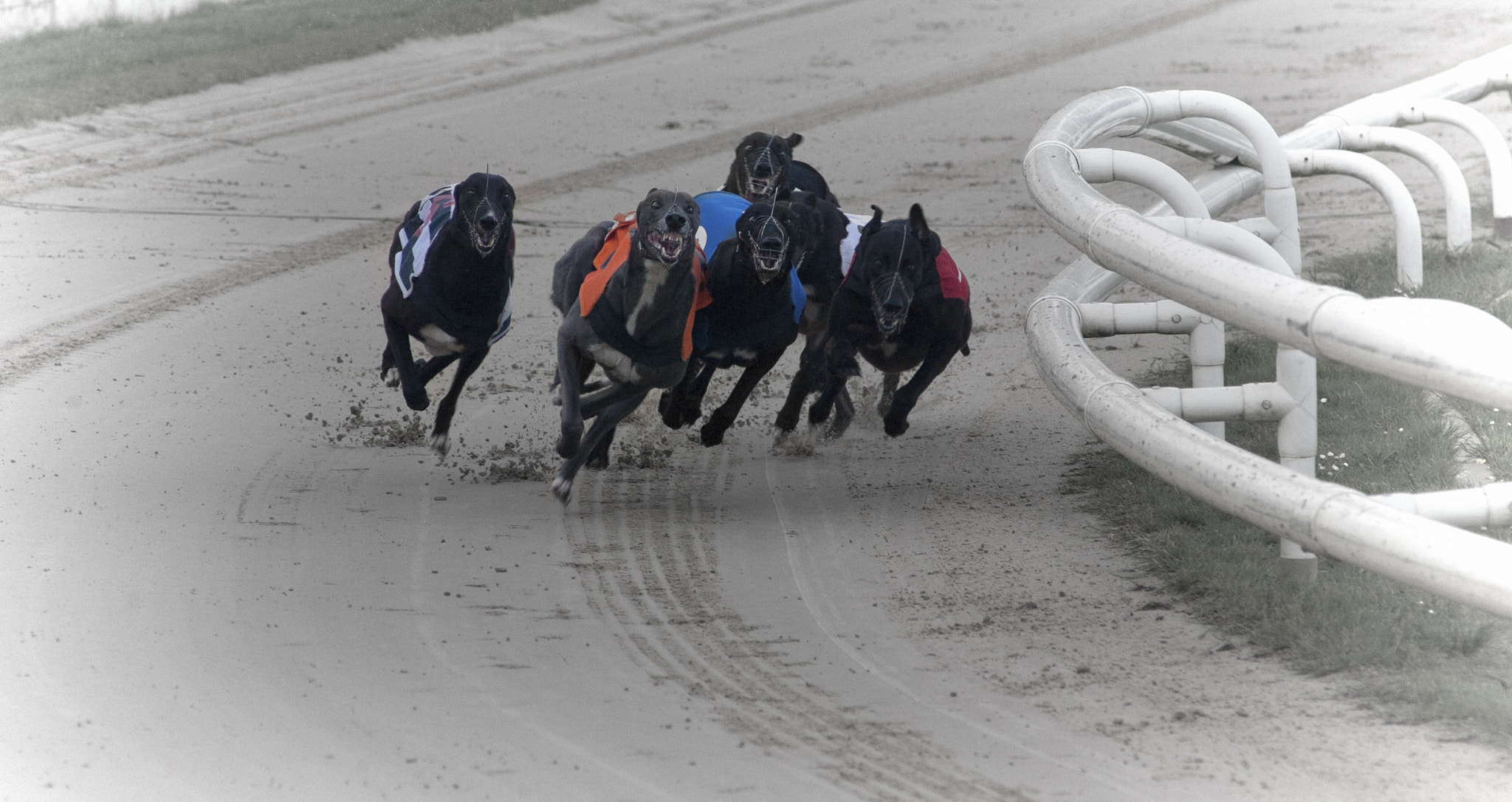 Canon EOS-1D Mark II N + Canon EF 70-210mm f/3.5-4.5 USM sample photo. Dog race photography