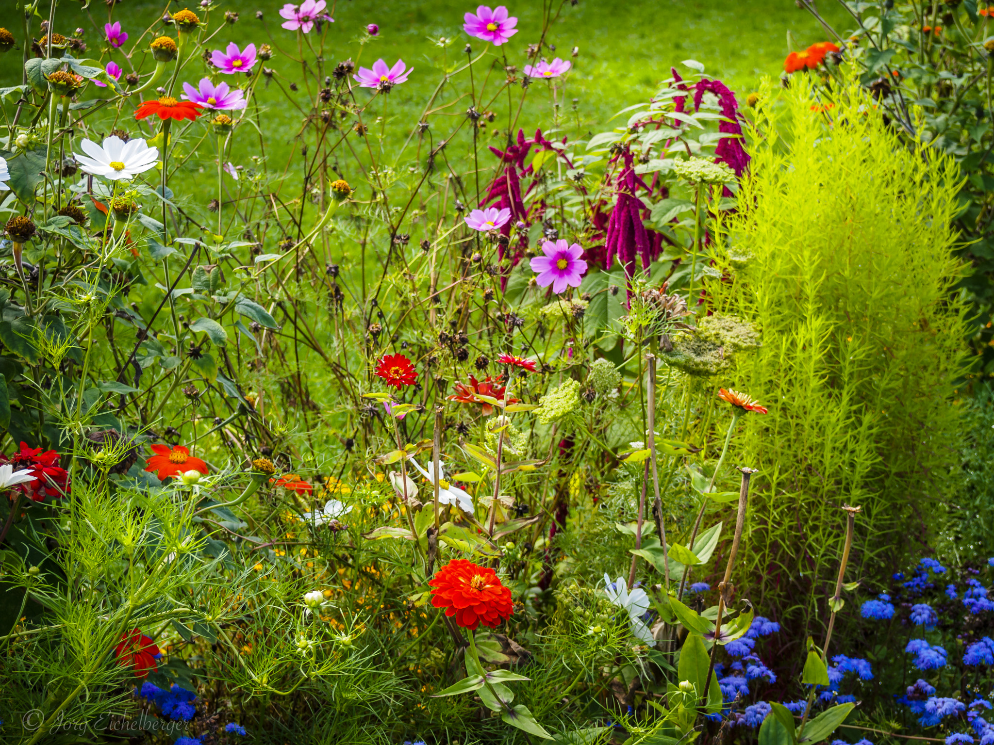 Olympus M.Zuiko Digital 14-42mm F3.5-5.6 II sample photo. Wild flower meadow photography