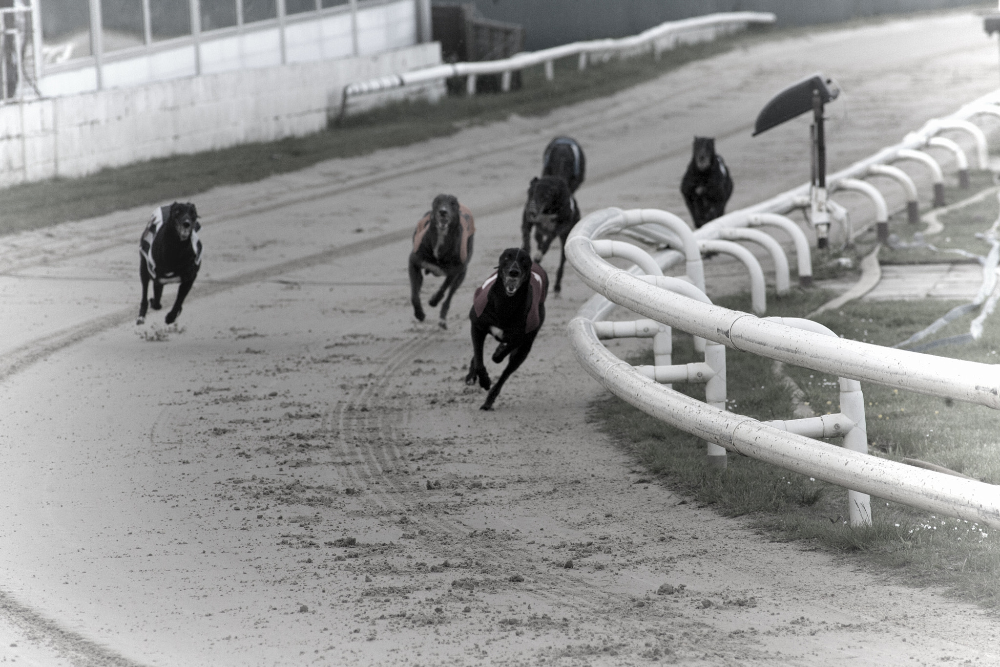 Canon EOS-1D Mark II N + Canon EF 70-210mm f/3.5-4.5 USM sample photo. Dog race photography