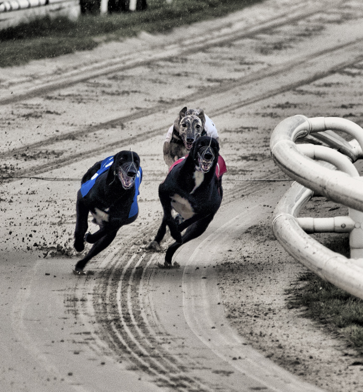 Canon EOS-1D Mark II N + Canon EF 70-210mm f/3.5-4.5 USM sample photo. Dog race photography