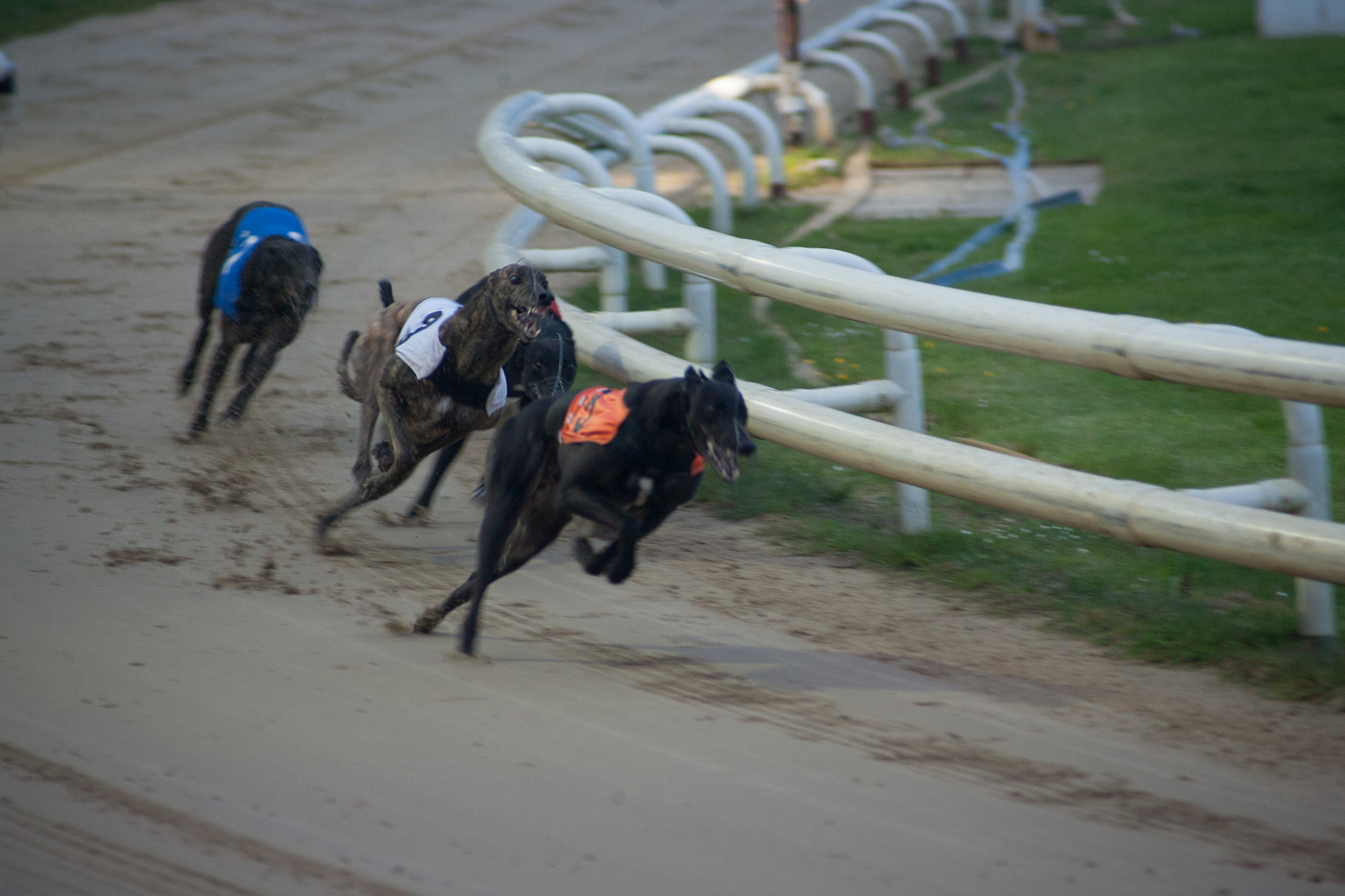 Canon EOS-1D Mark II N + Canon EF 70-210mm f/3.5-4.5 USM sample photo. Dog race photography