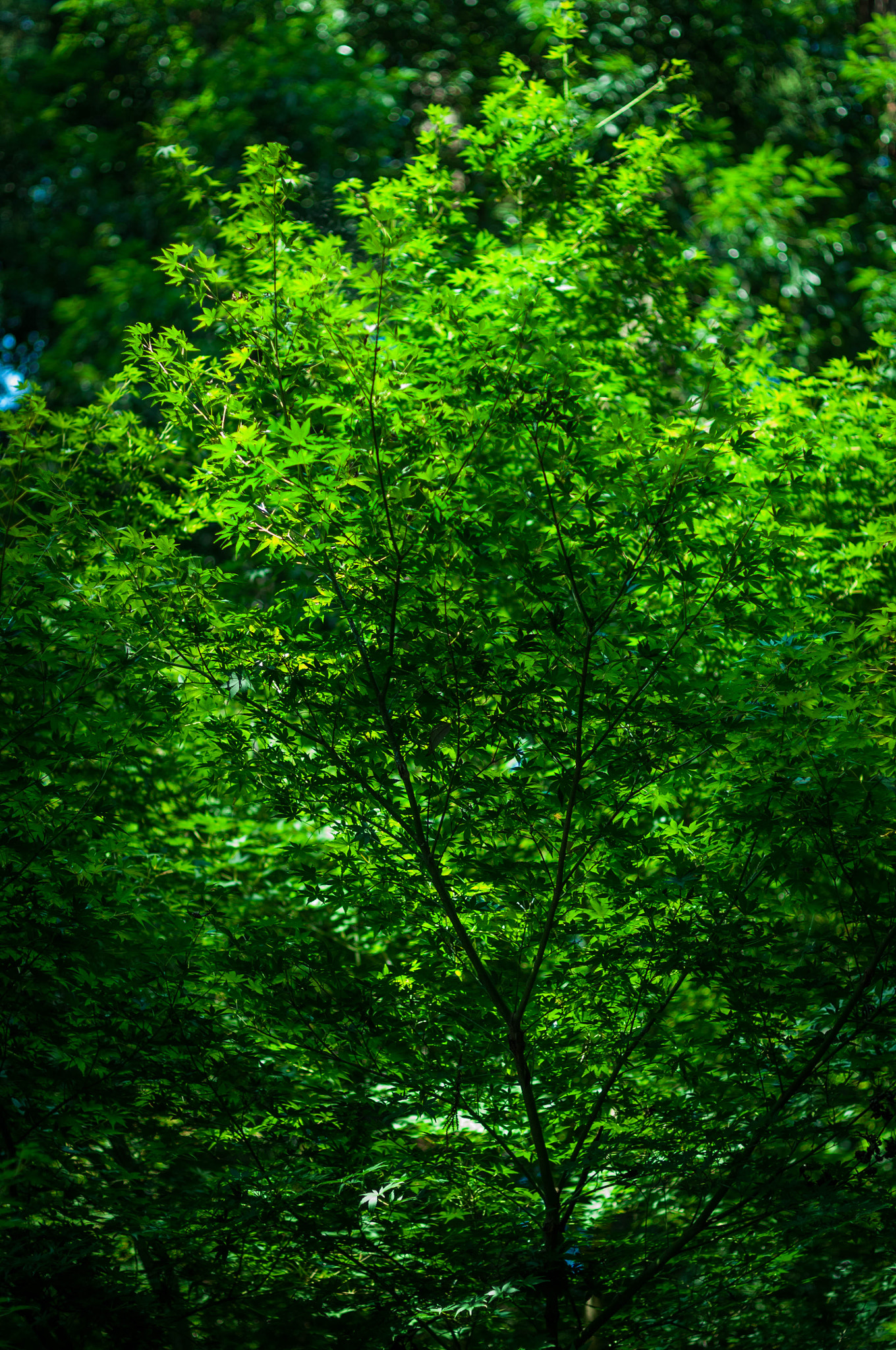 ZEISS Makro-Planar T* 50mm F2 sample photo. Greeeeeen！ photography