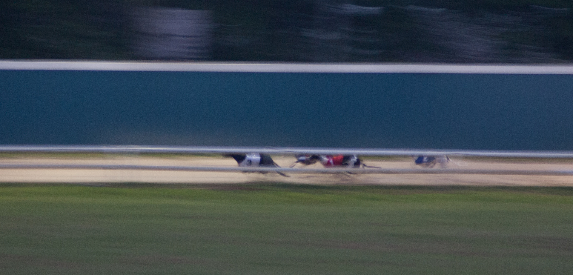 Canon EOS-1D Mark II N + Canon EF 70-210mm f/3.5-4.5 USM sample photo. Dog race photography