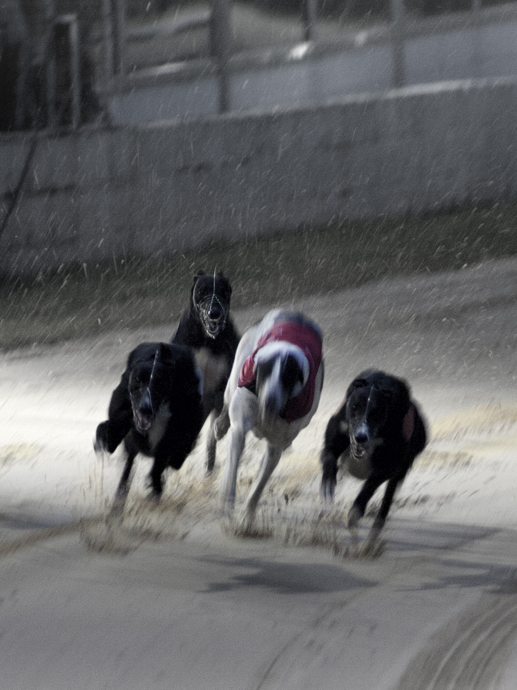 Canon EOS-1D Mark II N + Canon EF 70-210mm f/3.5-4.5 USM sample photo. Dog race photography