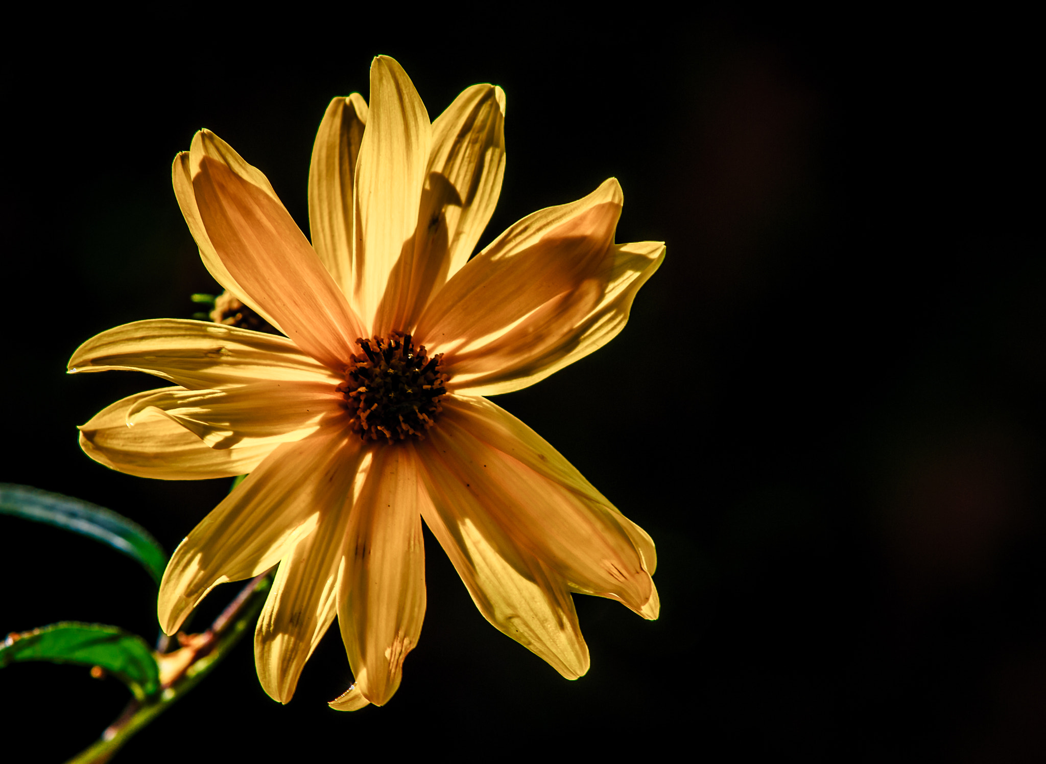 AF-S Zoom-Nikkor 80-200mm f/2.8D IF-ED sample photo. Rudbeckia photography