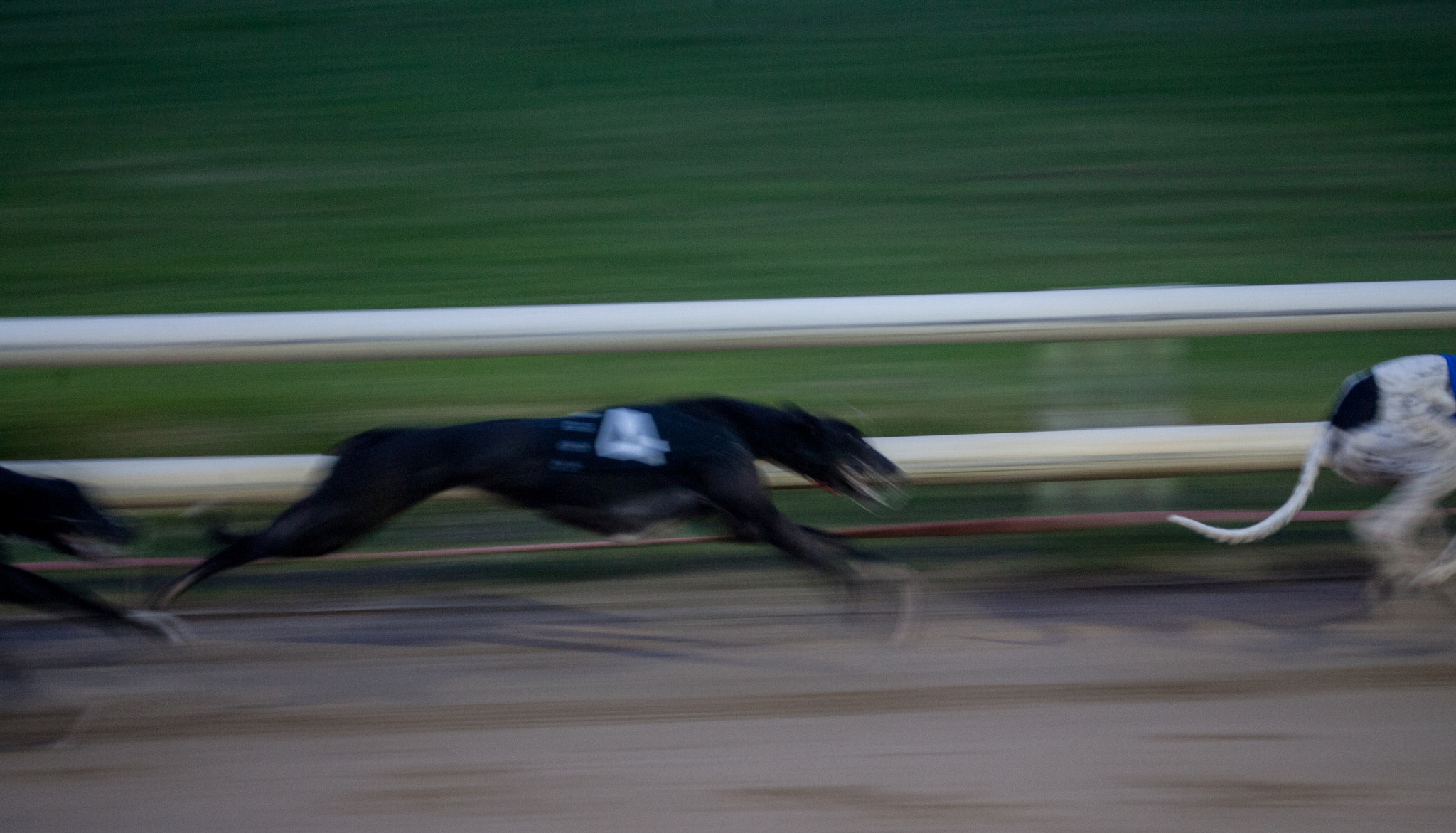 Canon EOS-1D Mark II N + Canon EF 70-210mm f/3.5-4.5 USM sample photo. Dog race photography