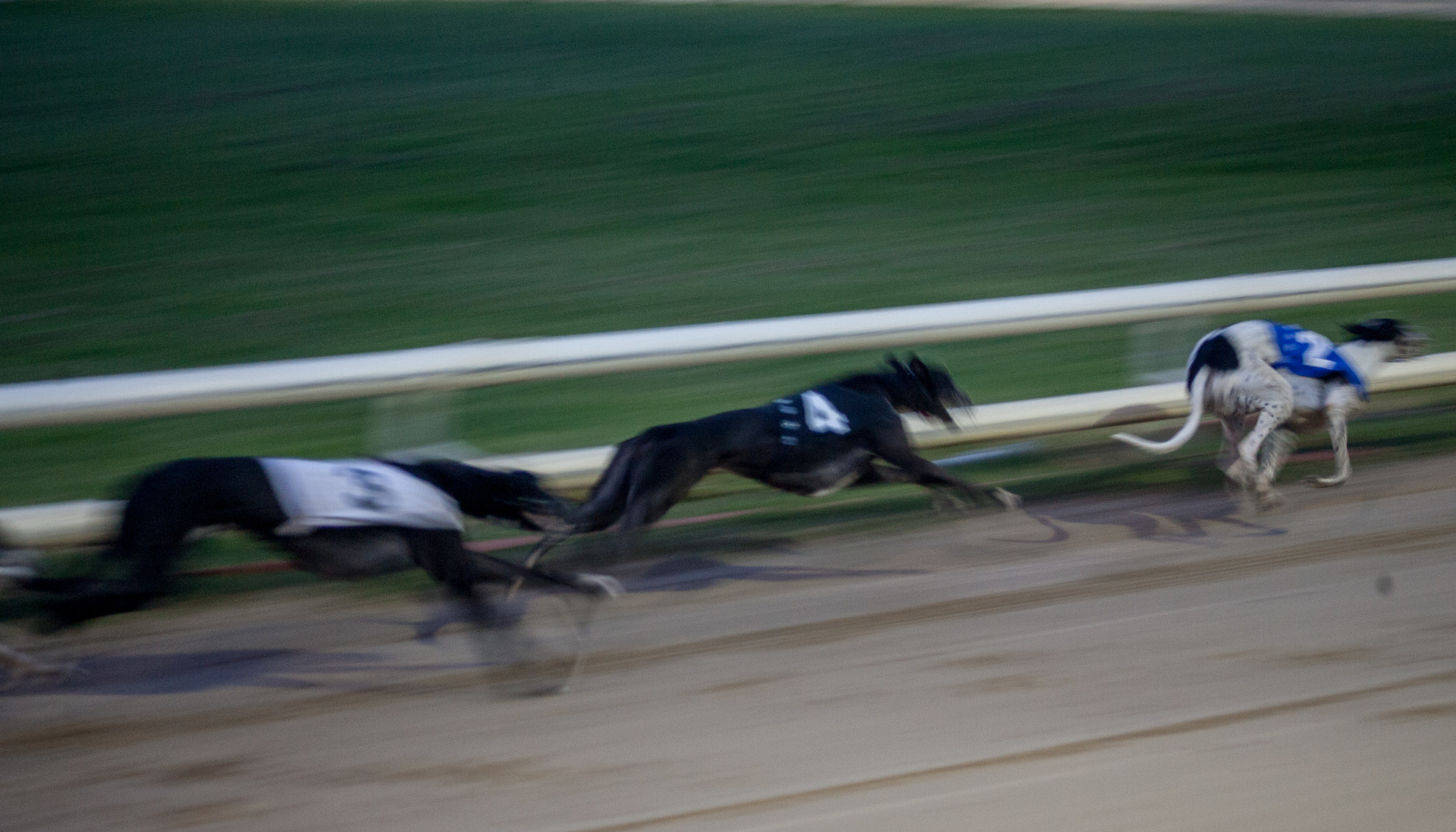 Canon EOS-1D Mark II N + Canon EF 70-210mm f/3.5-4.5 USM sample photo. Dog race photography