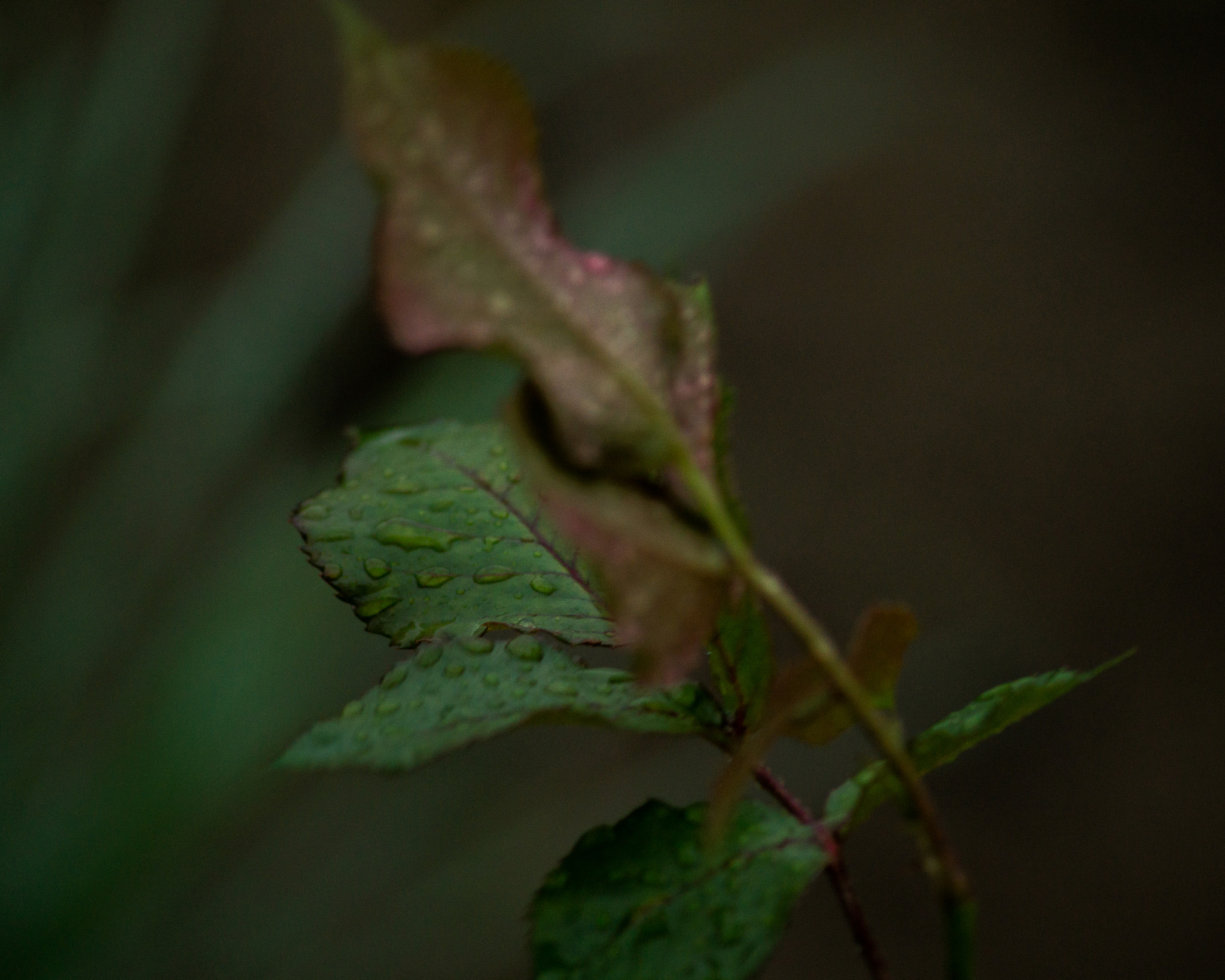 Sigma 70-300mm F4-5.6 DL Macro sample photo. Leafy. photography