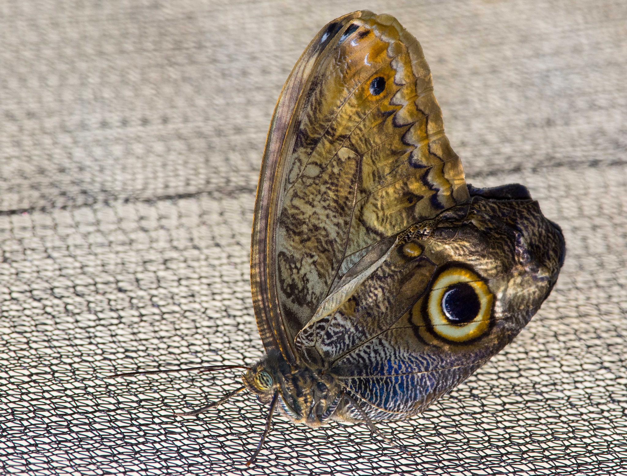 Pentax smc DA* 300mm F4.0 ED (IF) SDM sample photo. Butterflies photography