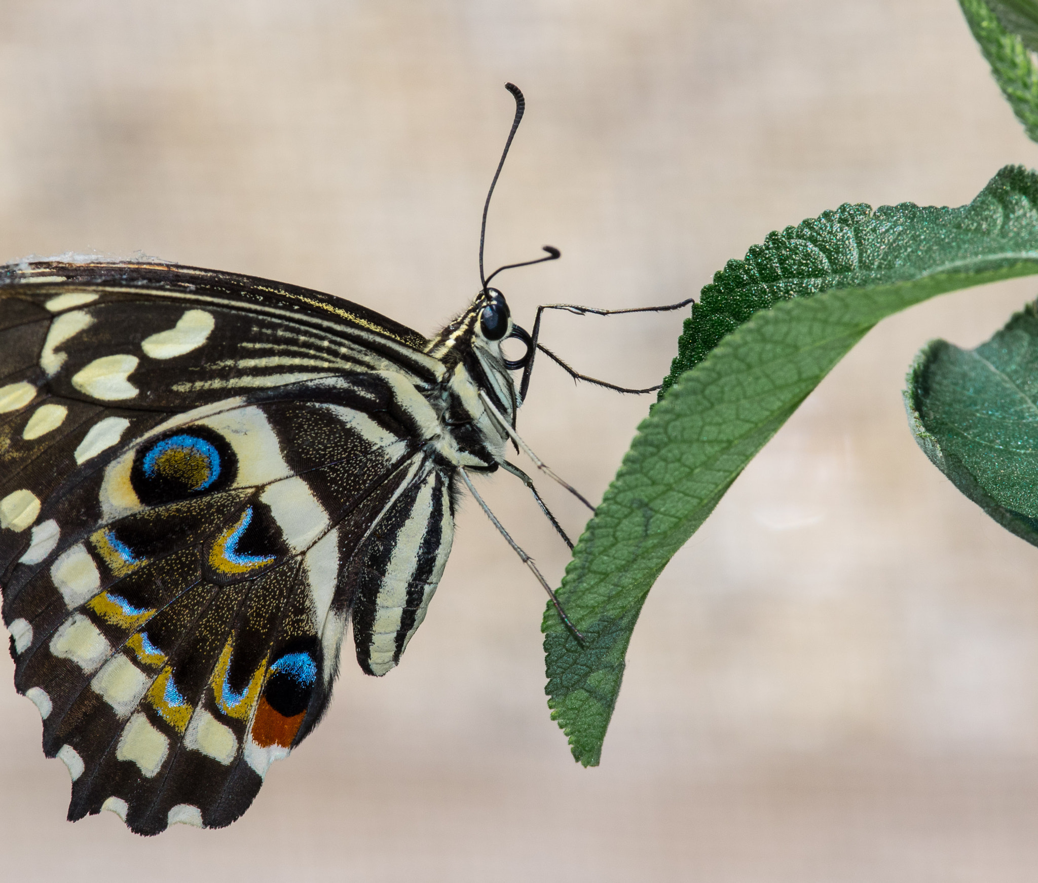 Pentax smc DA* 300mm F4.0 ED (IF) SDM sample photo. Butterflies photography