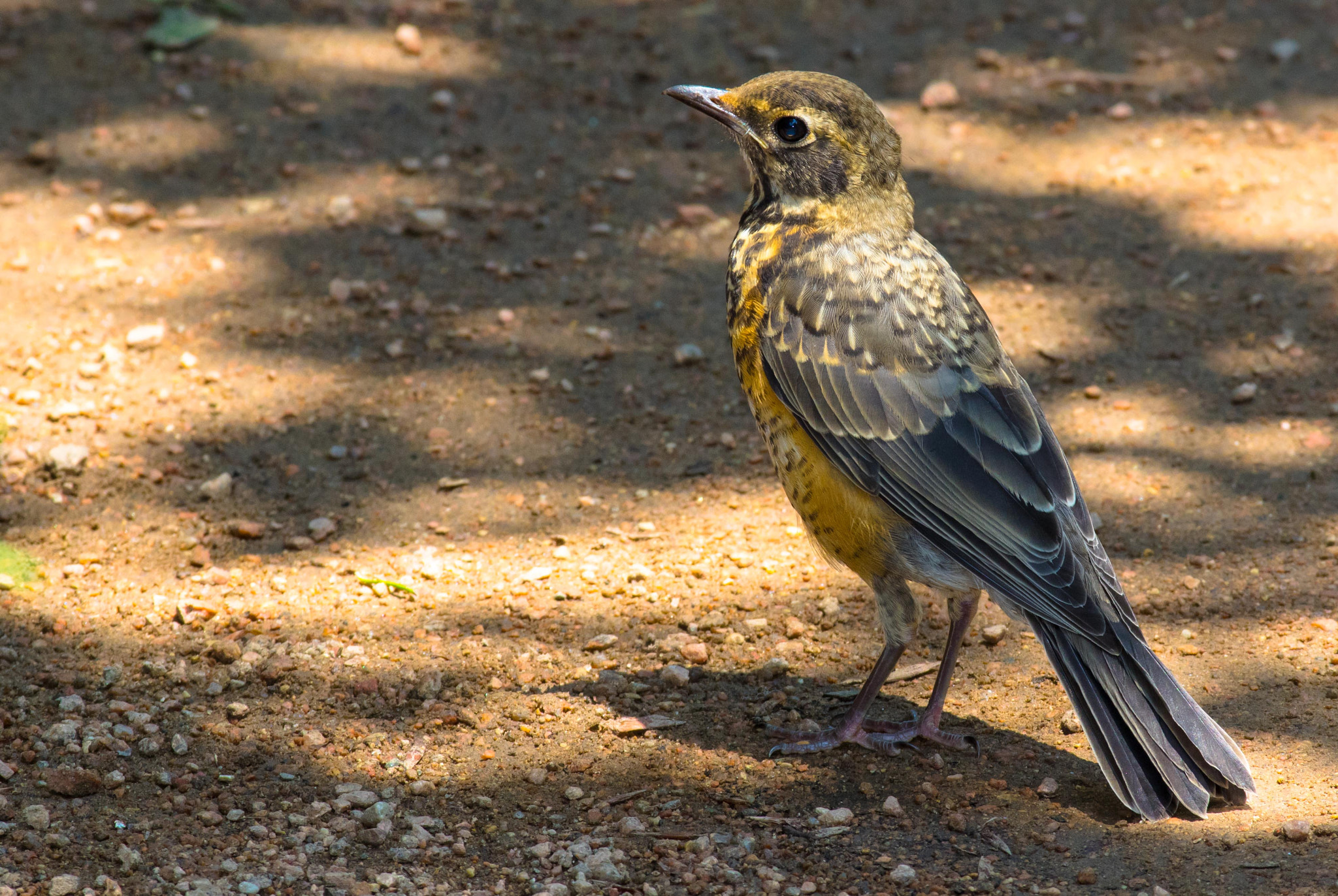 Pentax smc DA* 300mm F4.0 ED (IF) SDM sample photo. Baby robin photography