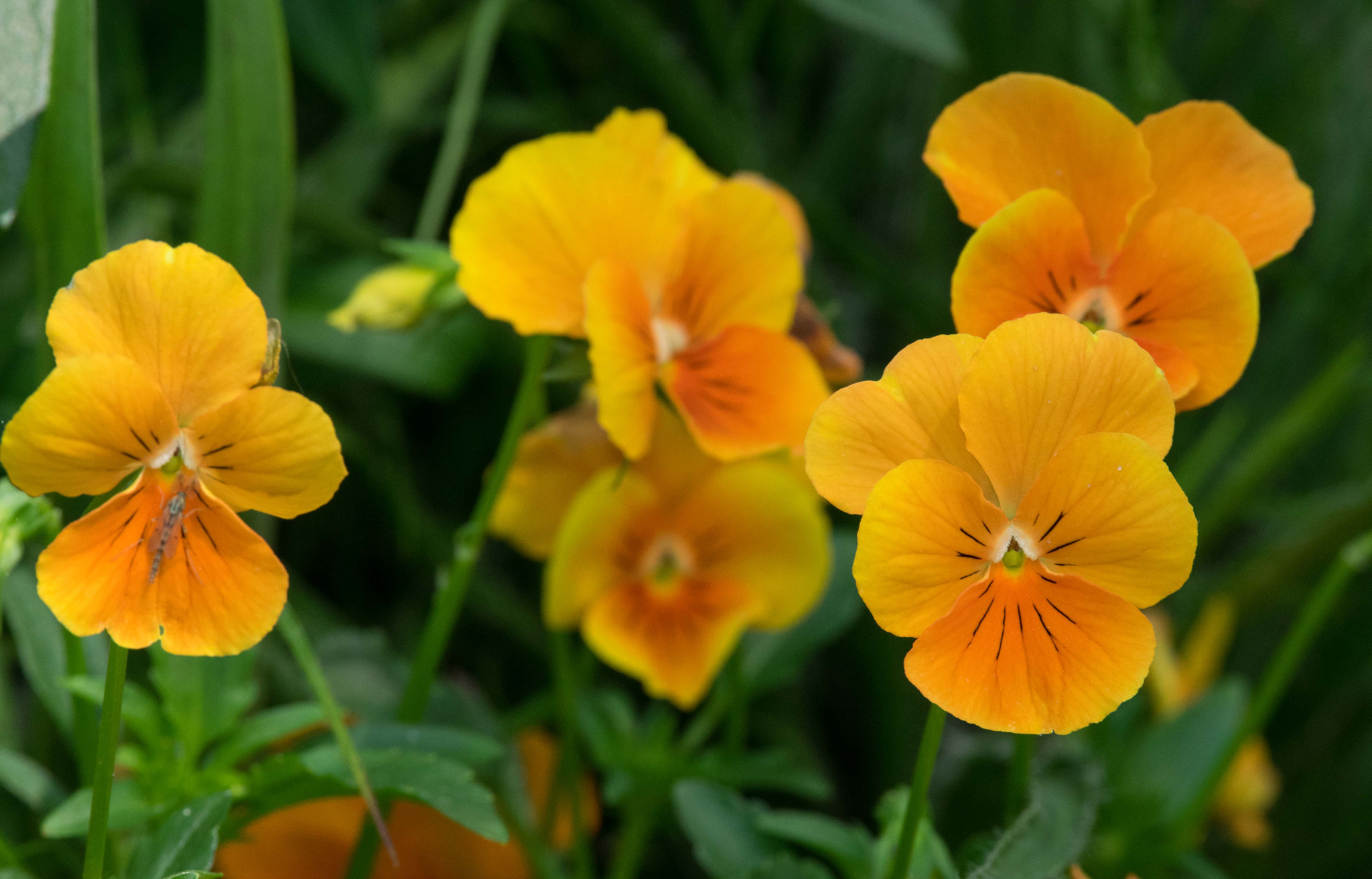 Pentax smc DA* 300mm F4.0 ED (IF) SDM sample photo. Flowers photography