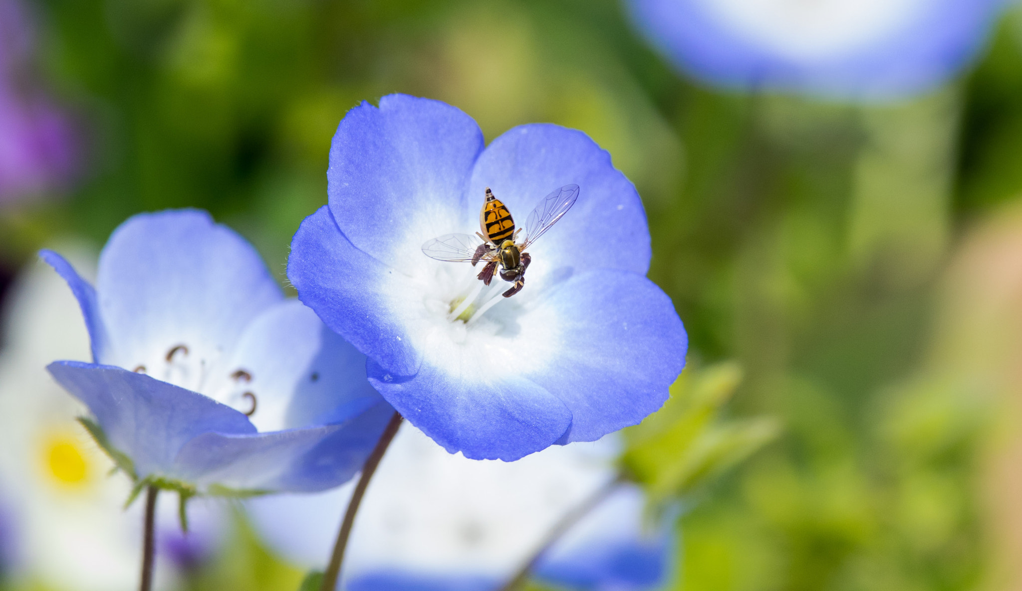 Pentax smc DA* 300mm F4.0 ED (IF) SDM sample photo. Flowers photography