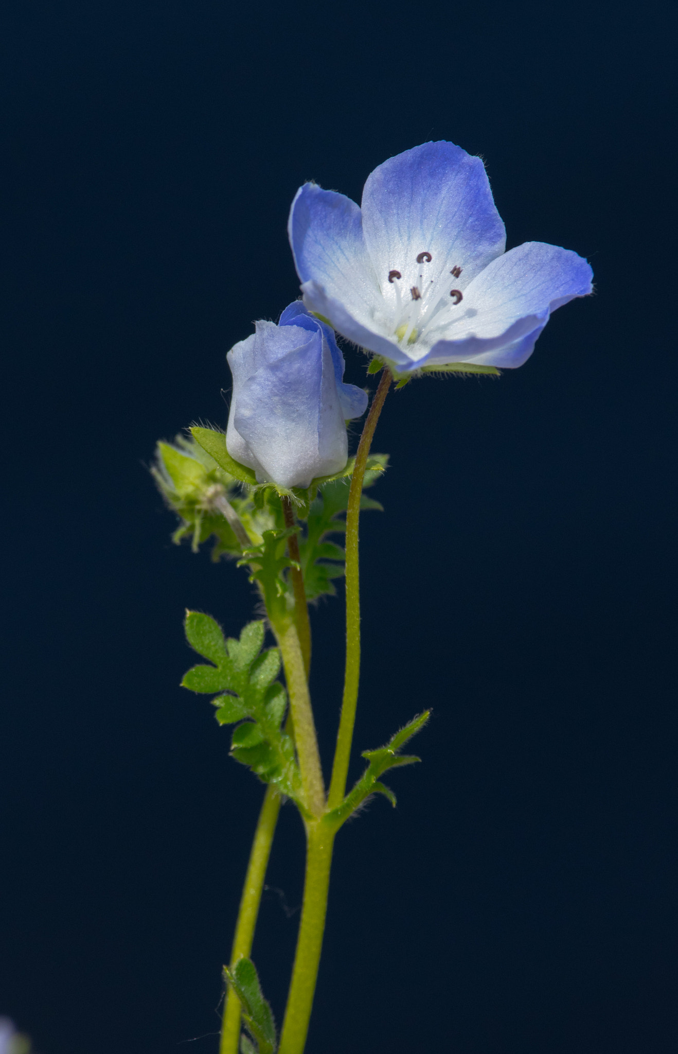 Pentax smc DA* 300mm F4.0 ED (IF) SDM sample photo. Flowers photography