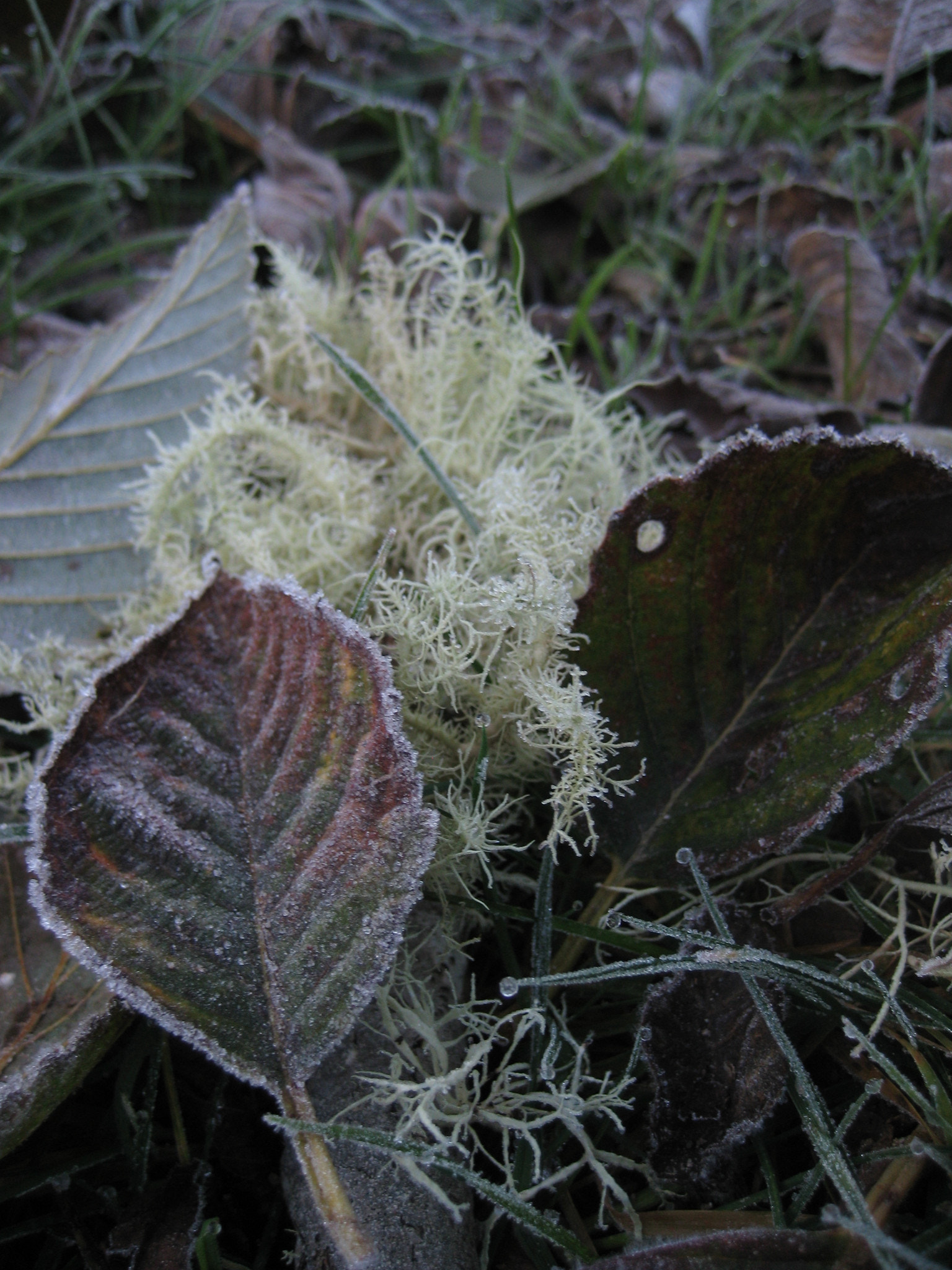 Canon POWERSHOT SD1000 sample photo. Lichen and frost photography