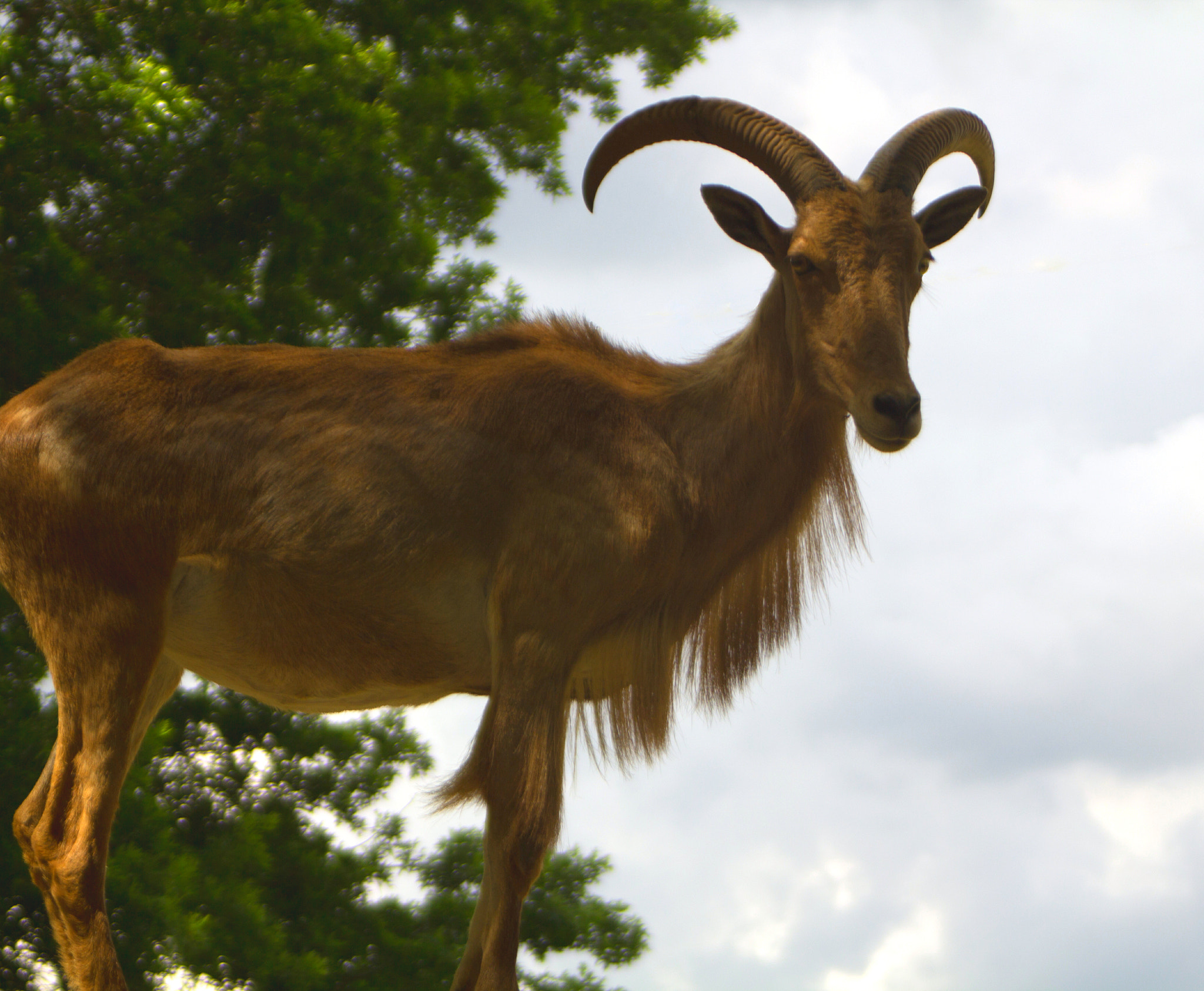 Canon EF 28-80mm f/3.5-5.6 sample photo. Curious goat photography