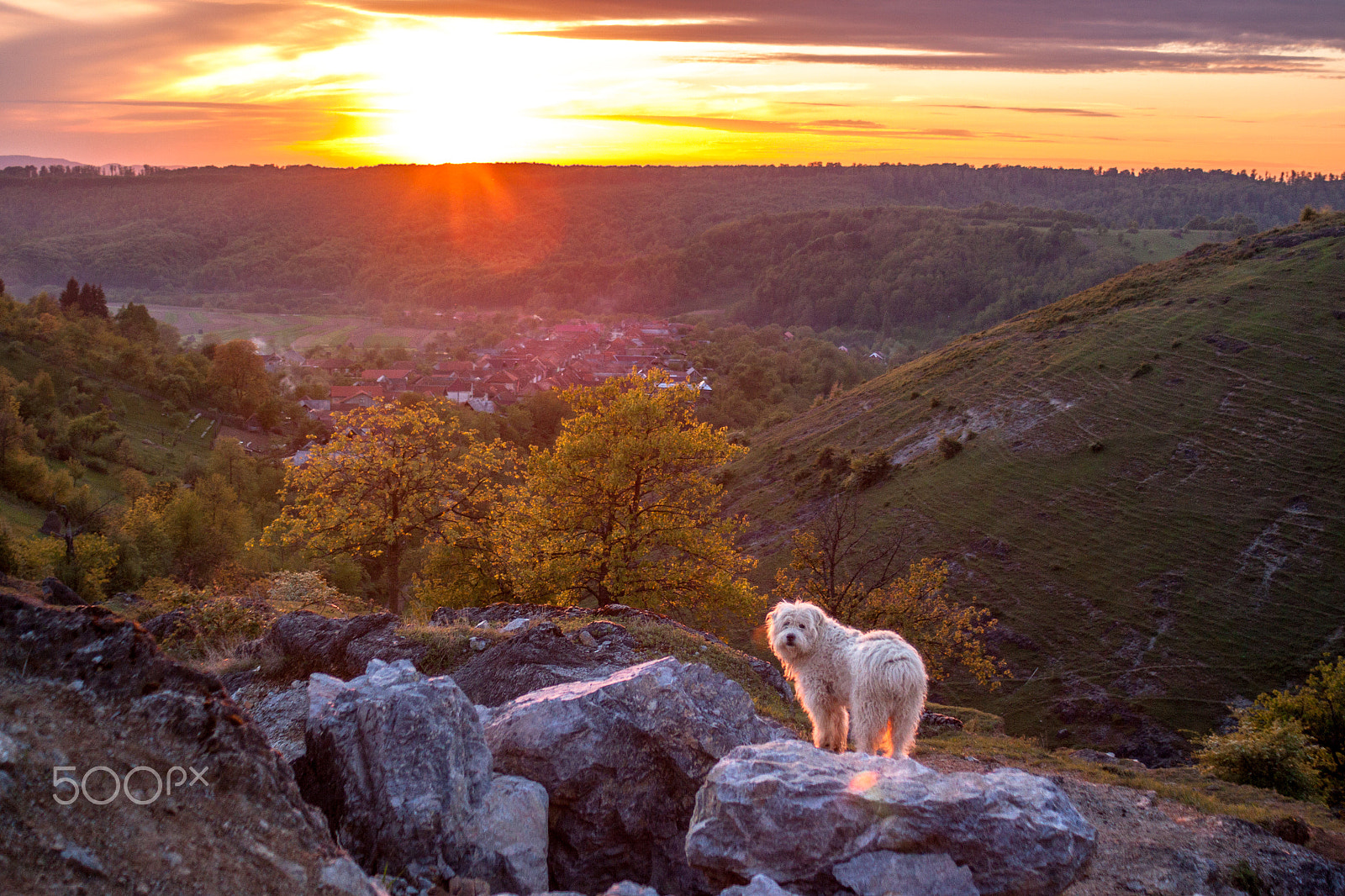 Canon EF 28-80mm f/3.5-5.6 sample photo. Dog sitting on rock photography