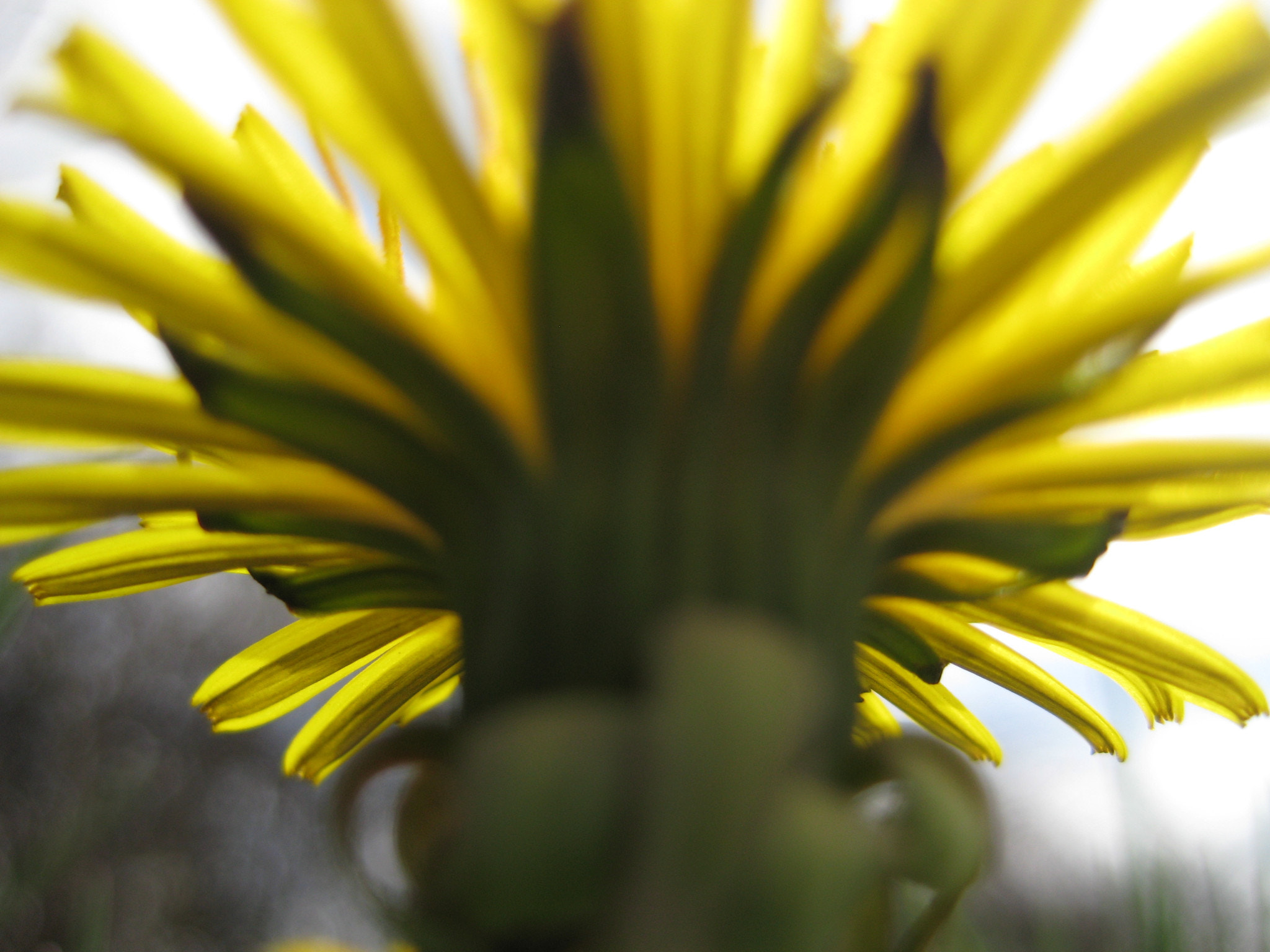 Canon POWERSHOT SD1000 sample photo. Dandelion blur photography