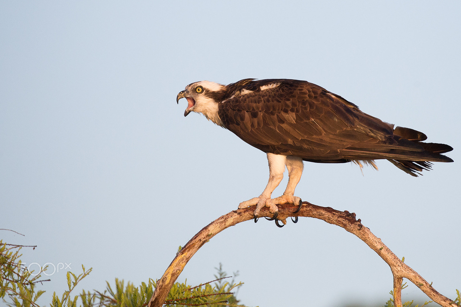 Canon EF 100-400mm F4.5-5.6L IS II USM sample photo. Primal scream photography