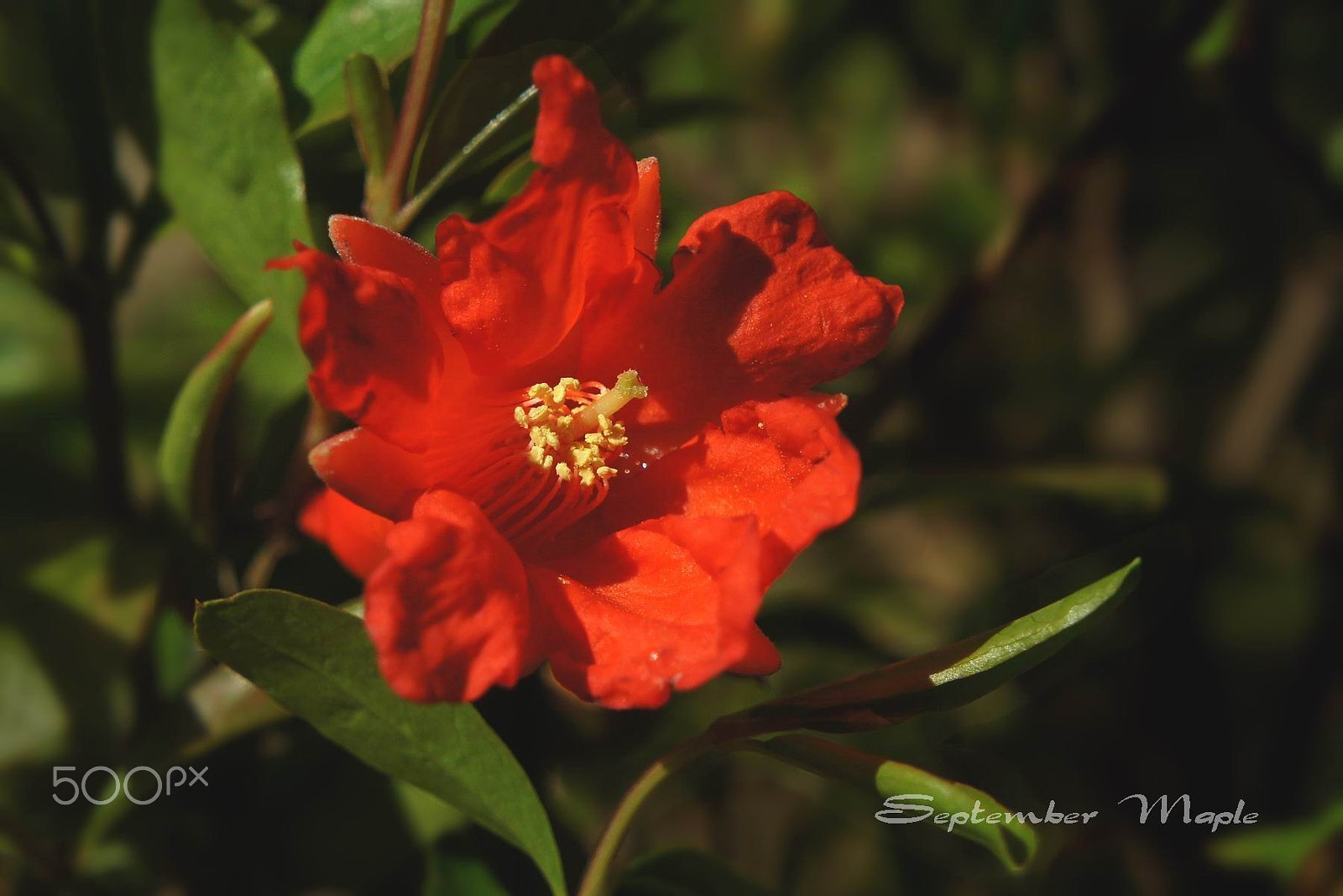 Sony NEX-5C sample photo. 热情的花-石榴花 photography