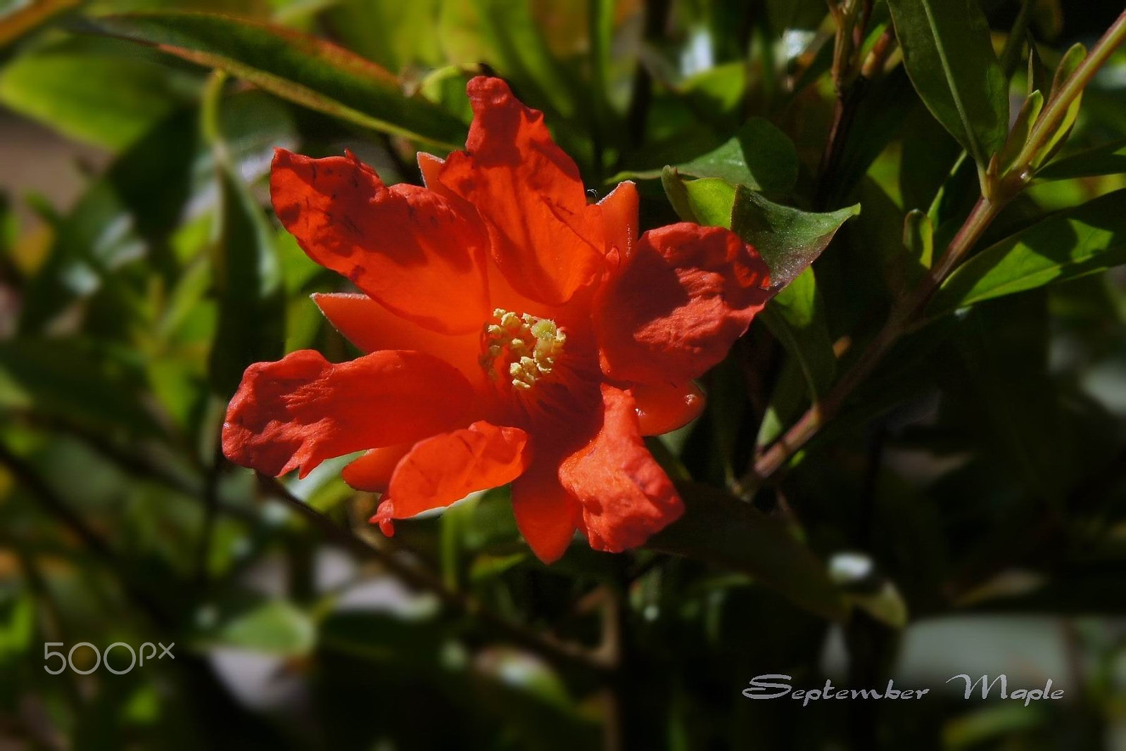Sony NEX-5C sample photo. 火红的石榴花 photography