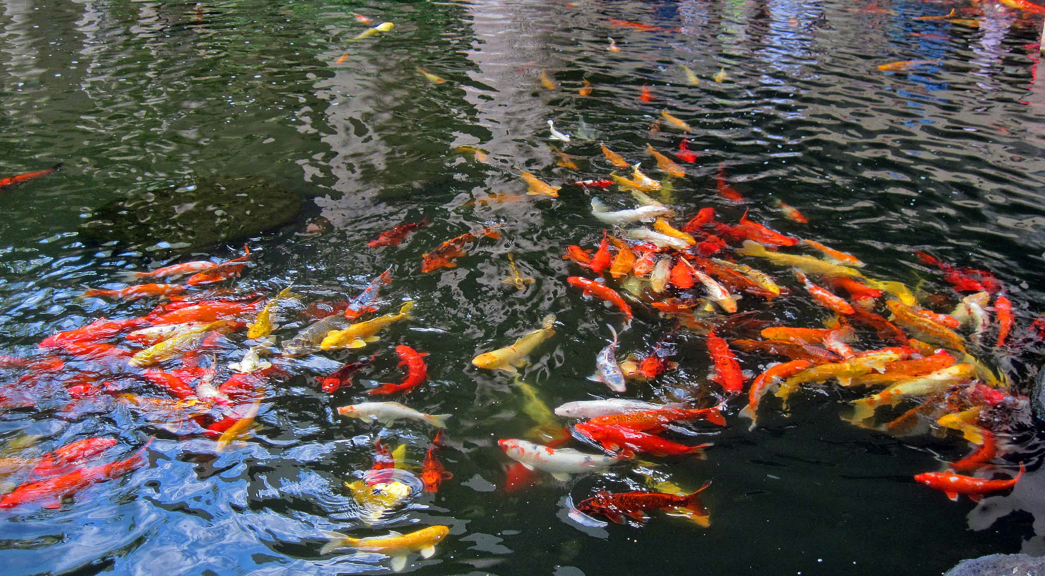 Canon PowerShot A1100 IS sample photo. Koi pond photography