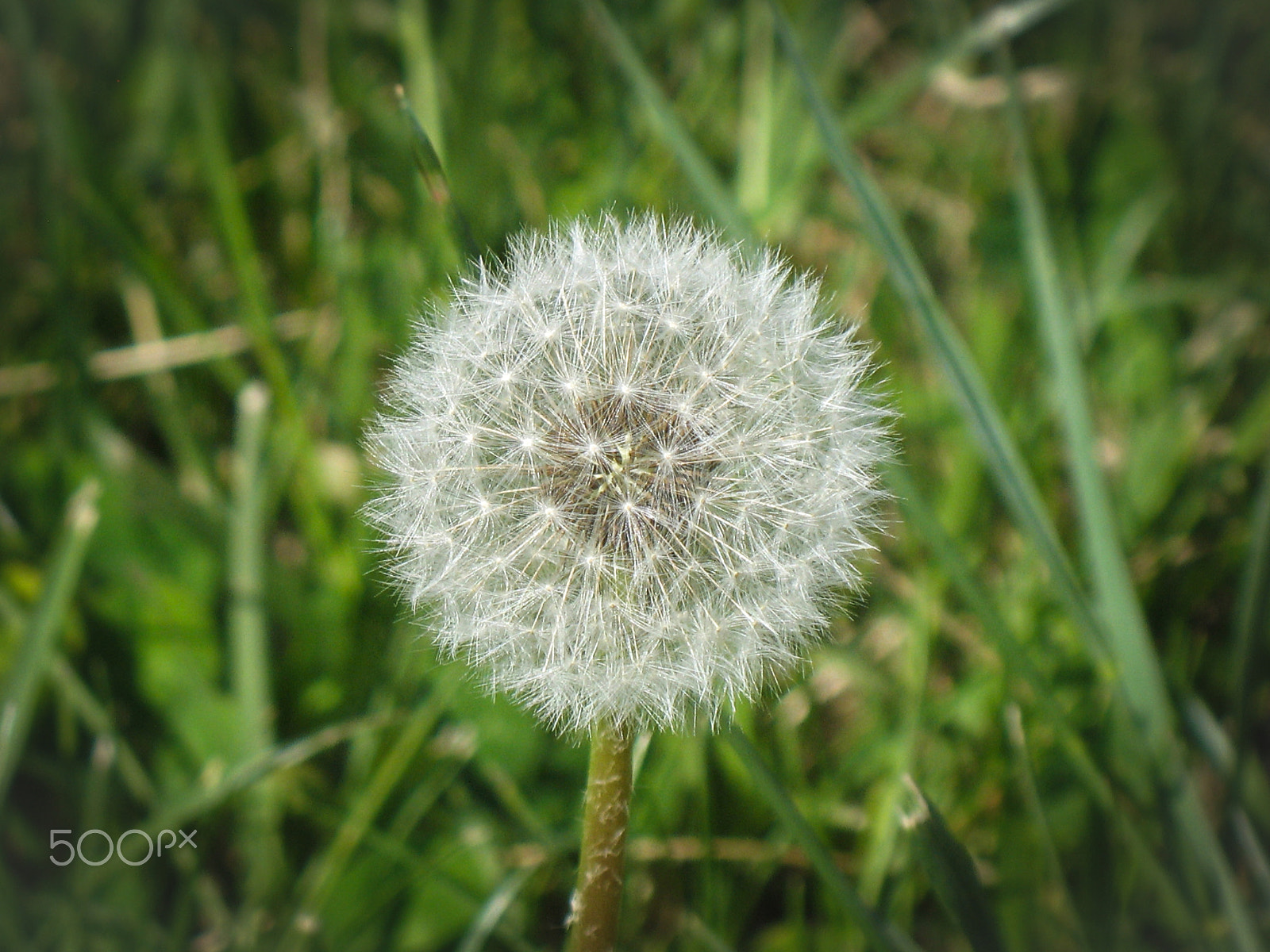 Canon POWERSHOT A620 sample photo. Dandelion photography