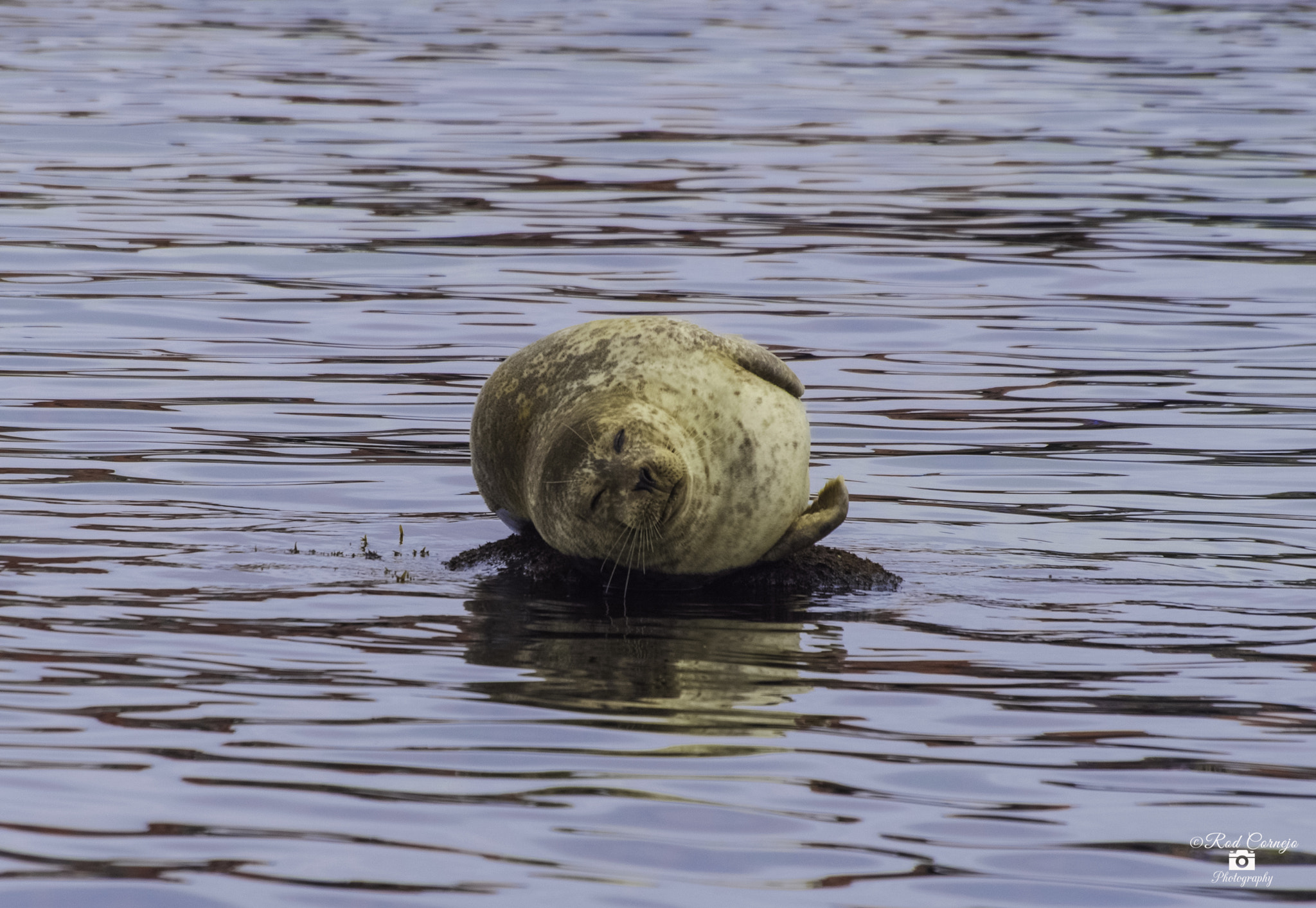 Olympus Zuiko Digital ED 70-300mm F4.0-5.6 sample photo. Taking a nap... photography