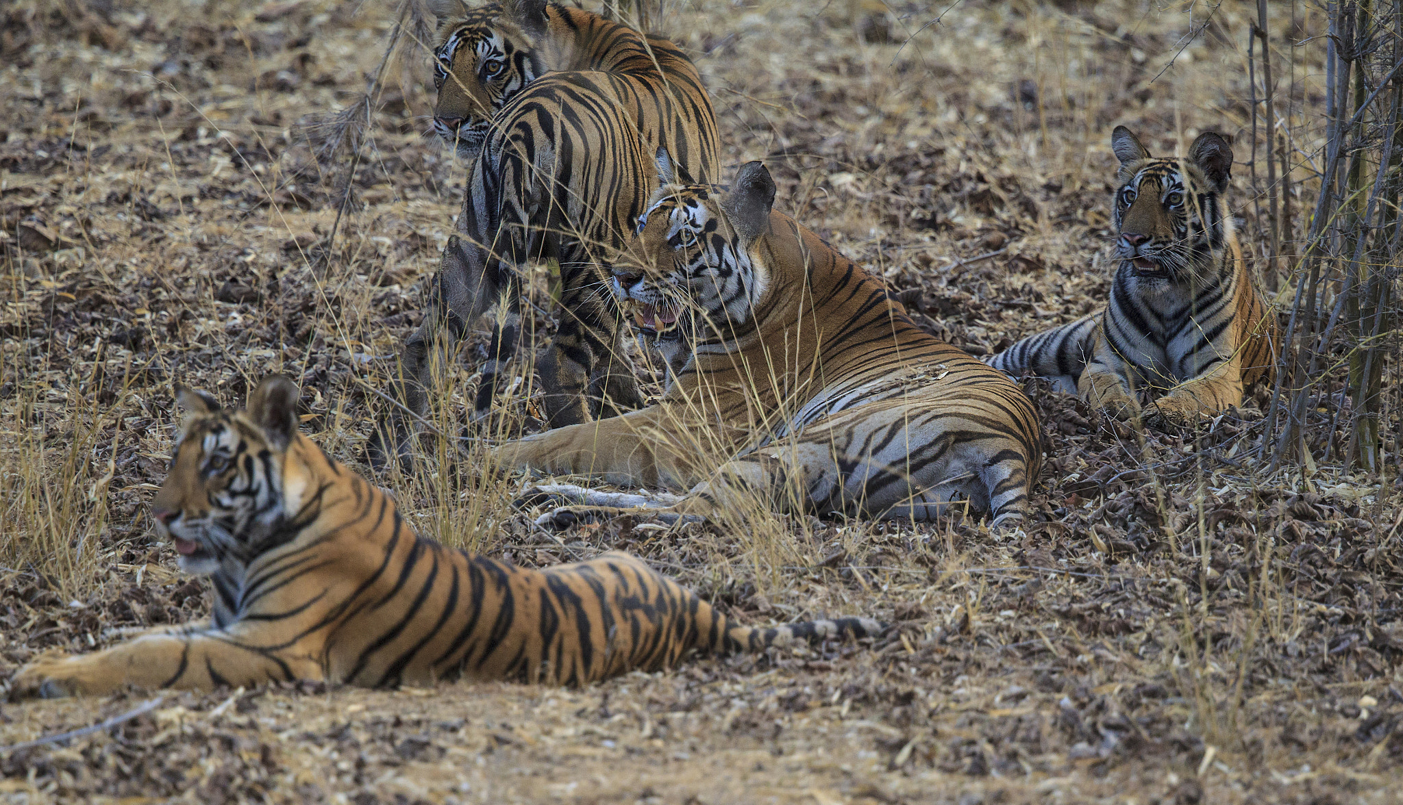 Canon EF 500mm F4L IS II USM sample photo. Bengal tigress and cubs photography