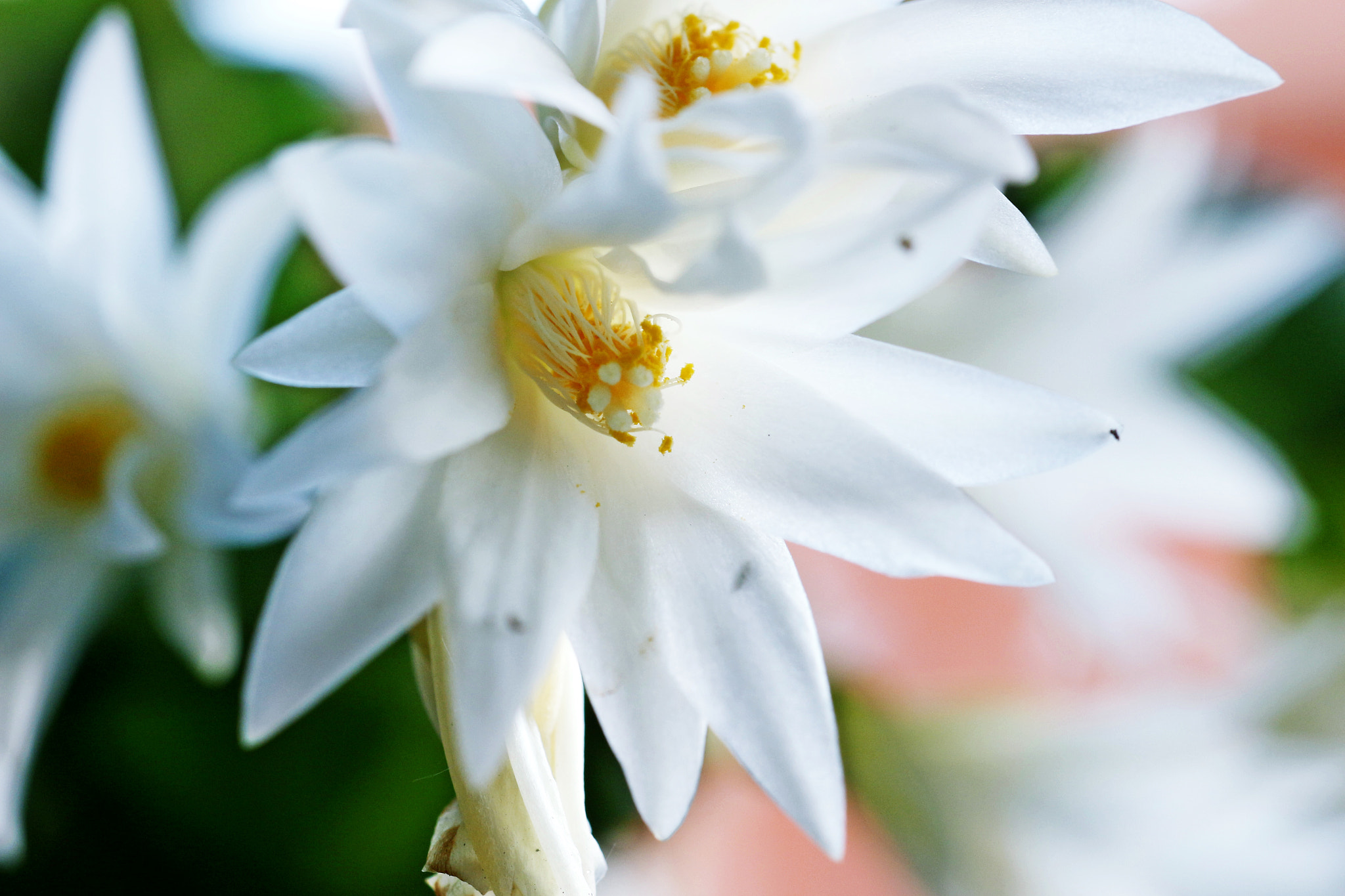Canon EF 35-80mm f/4-5.6 sample photo. Cactus flower. photography