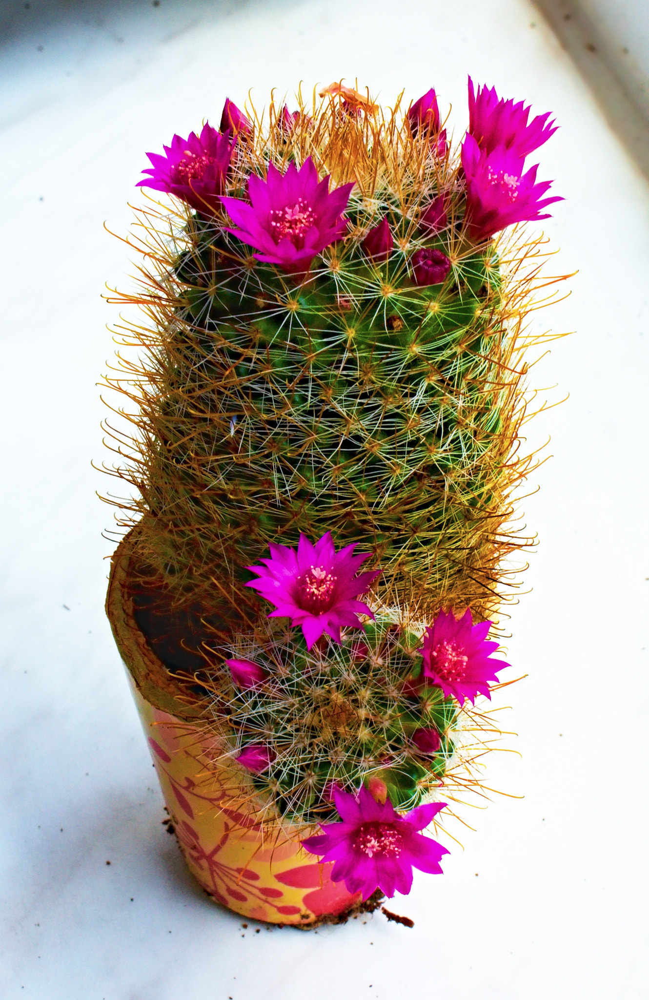 18.00 - 55.00 mm sample photo. Blooming cactus photography