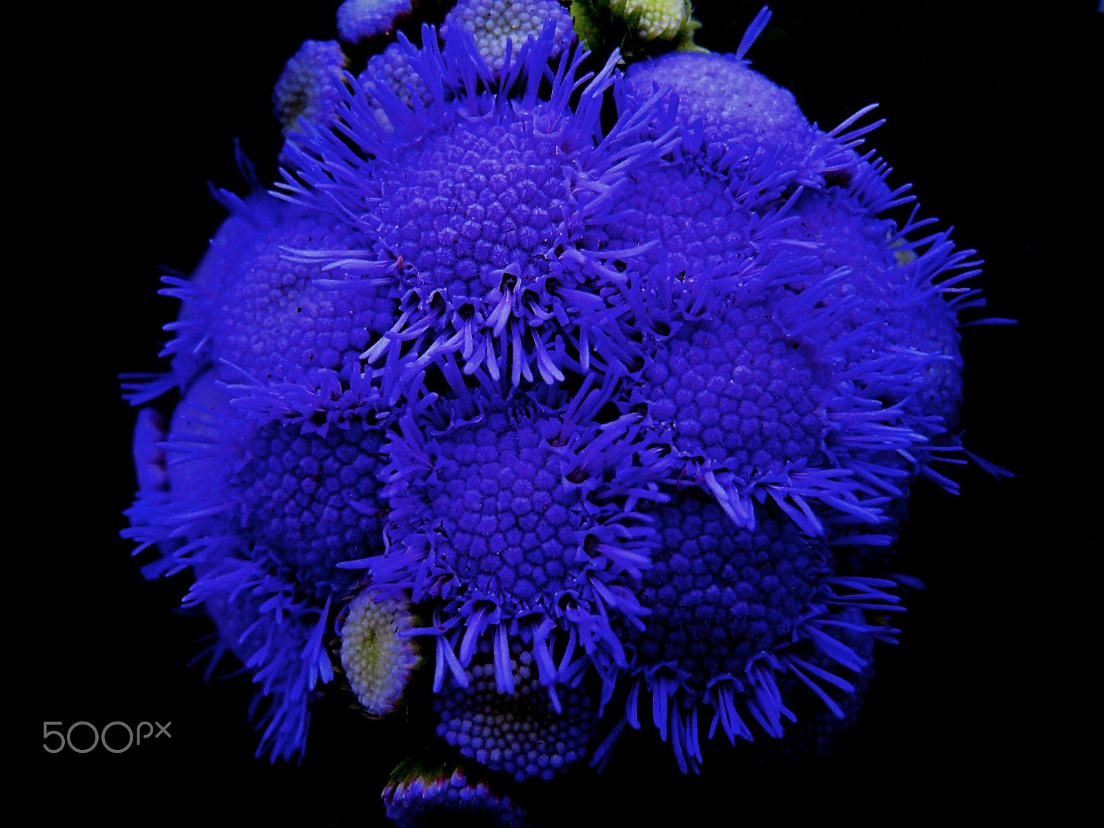 Olympus VR325,VR320,D725 sample photo. Blue explosion photography