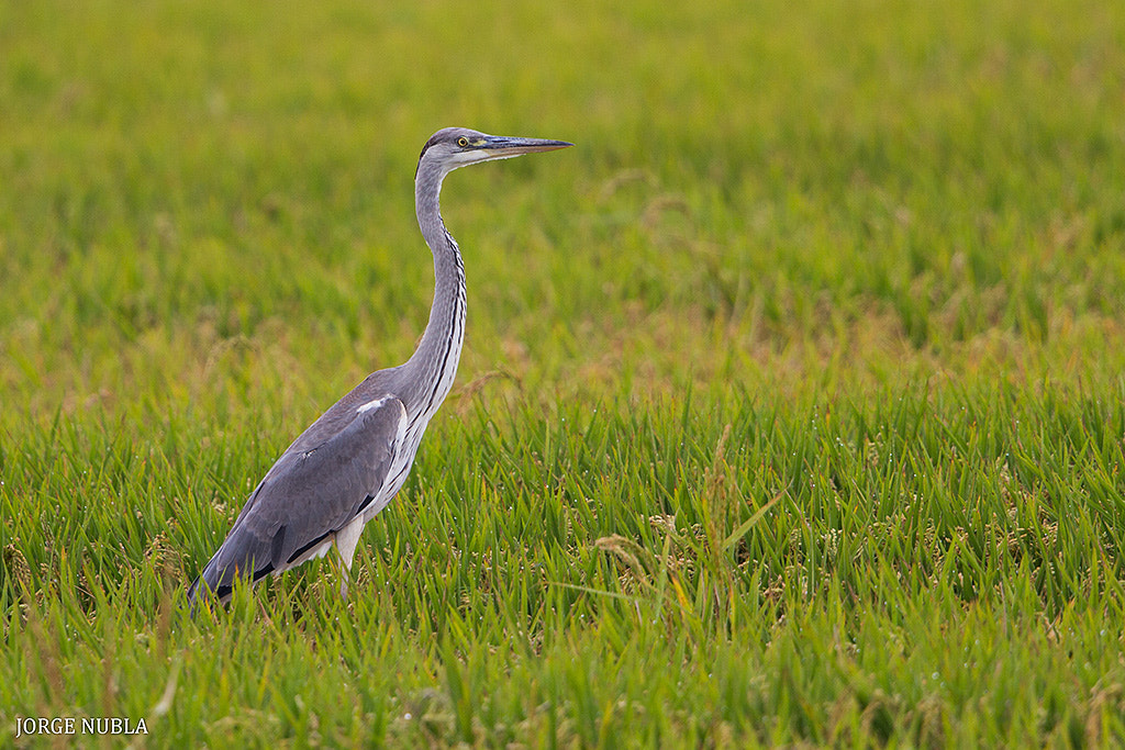 Canon EF 500mm F4L IS II USM sample photo. Garza real (ardea cinerea). photography